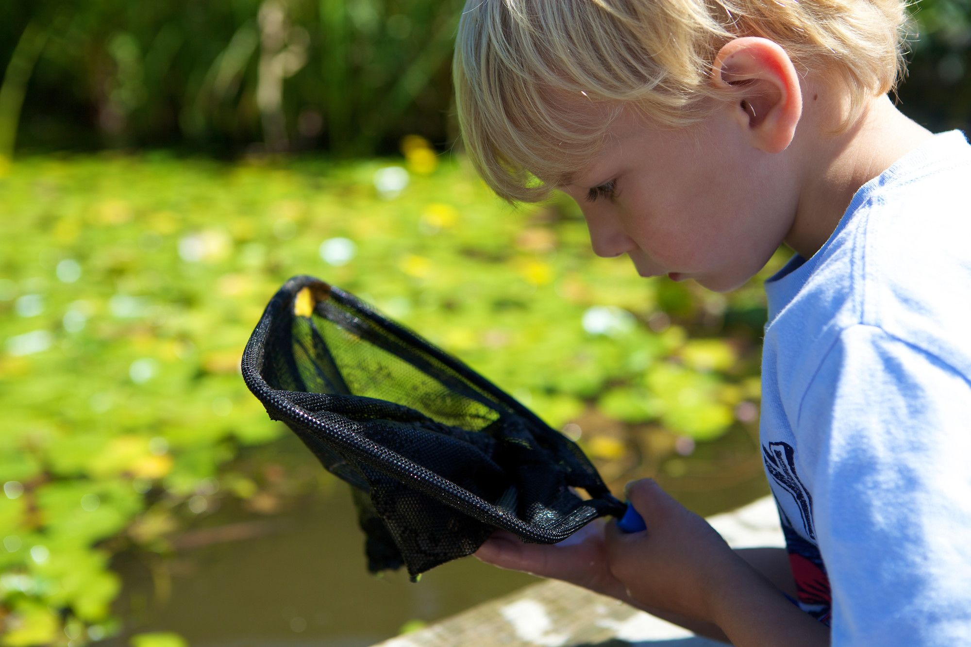 Young boy by a pond looking into the net he's been using for pond dipping