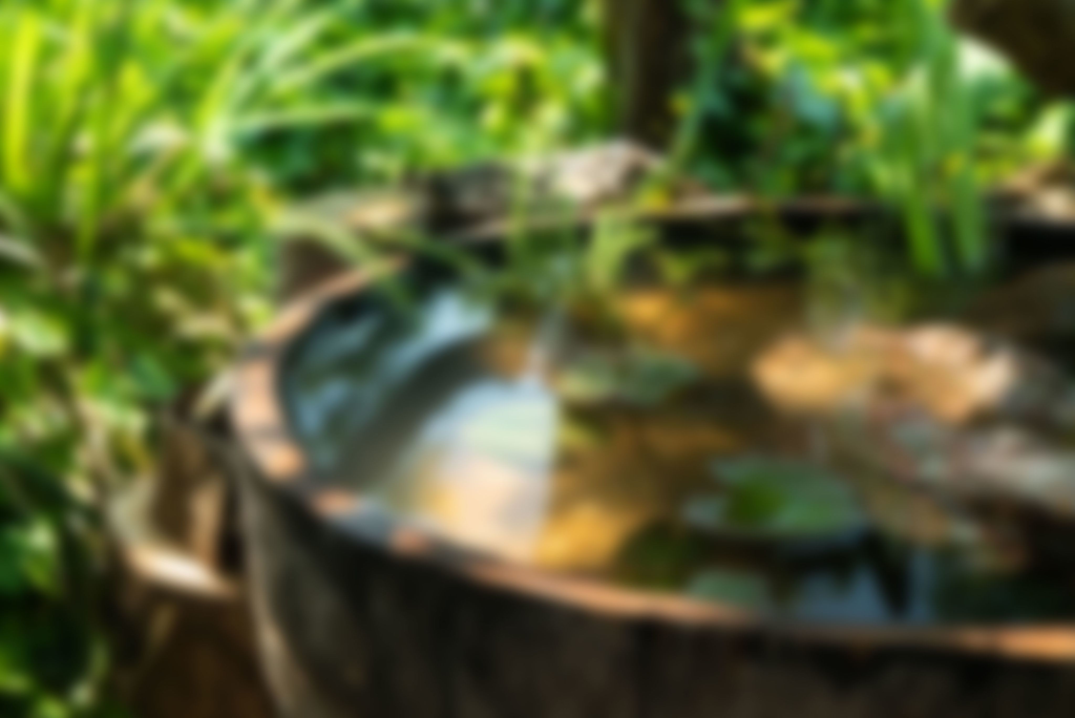 A pond made out of an old barrel in dappled sunlight