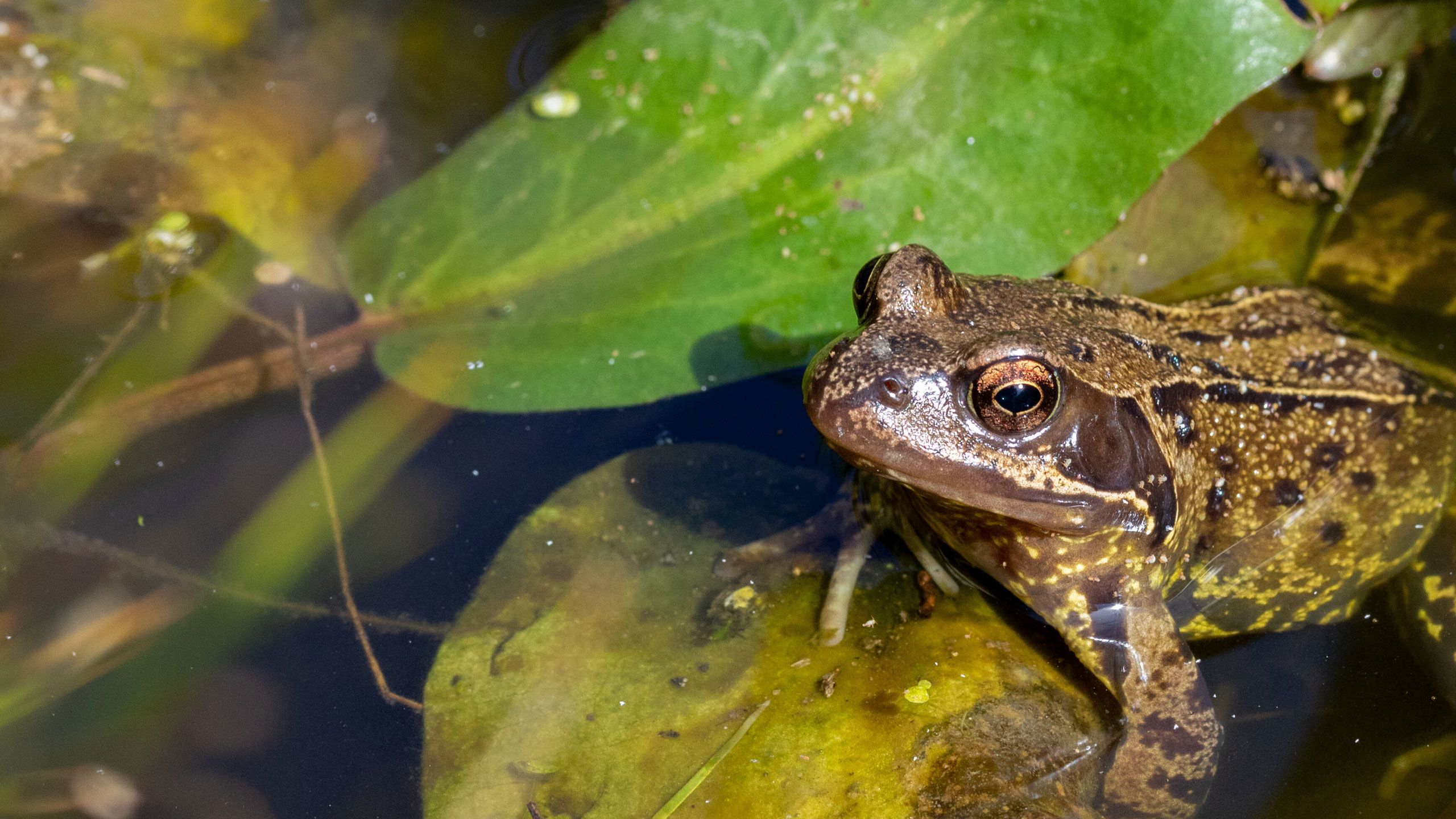 The secret life of a garden pond