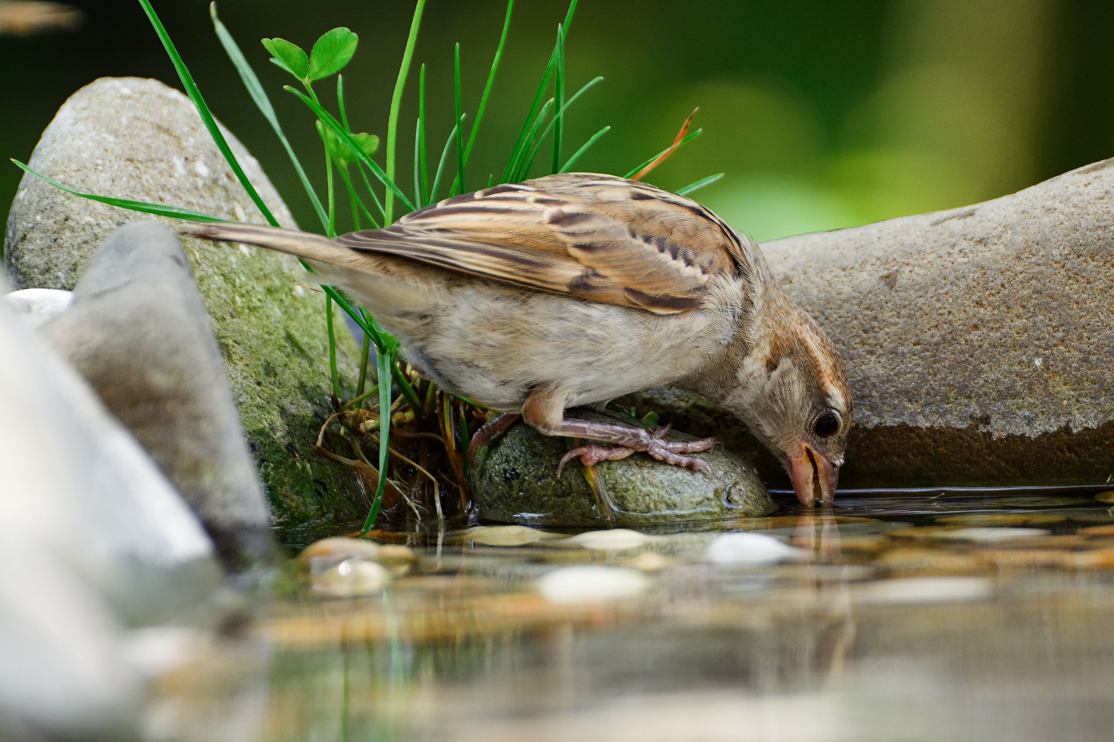 Sparrow drinking from a garden pond