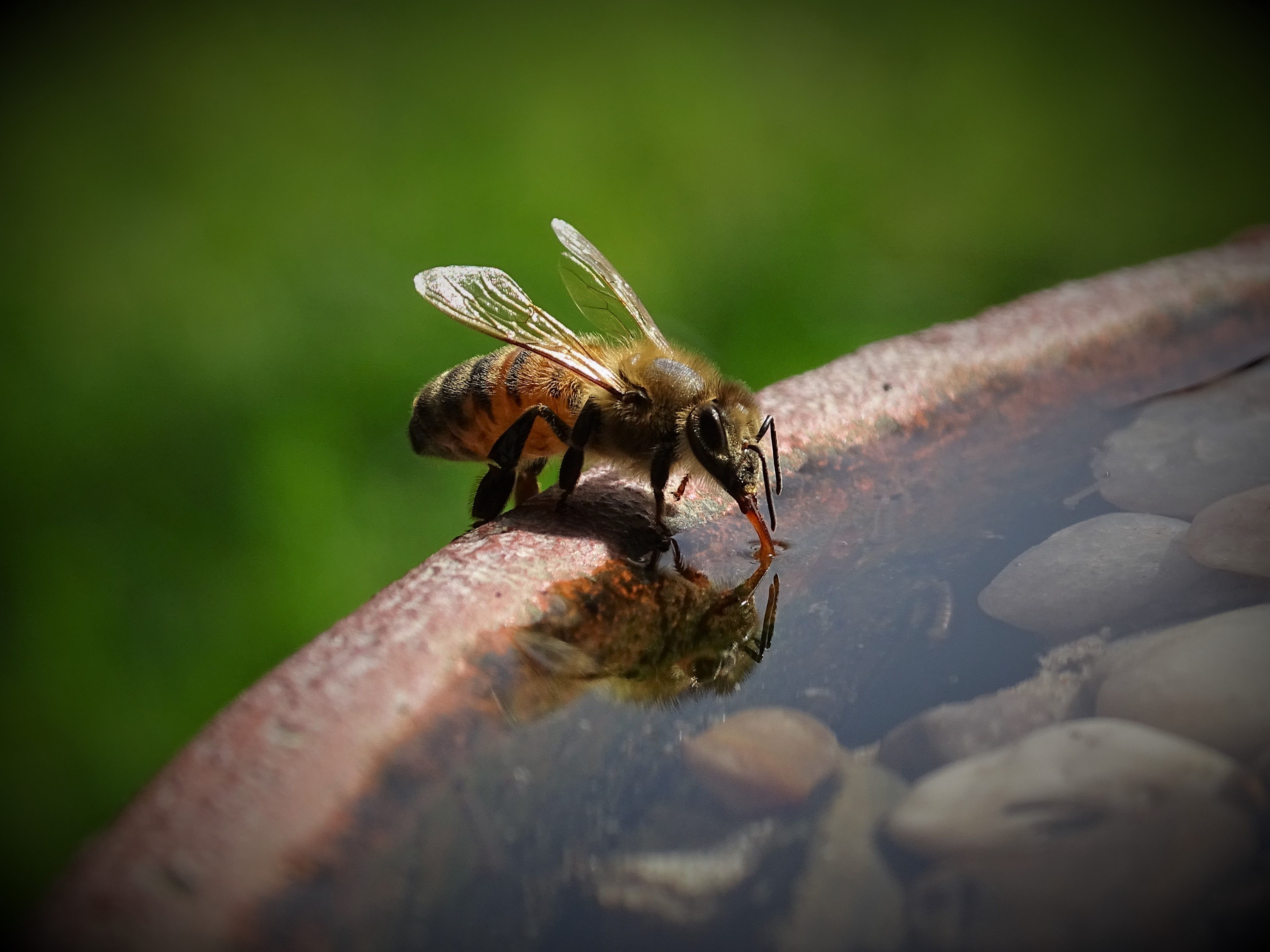 A bee taking a drink at the edge of a container of water