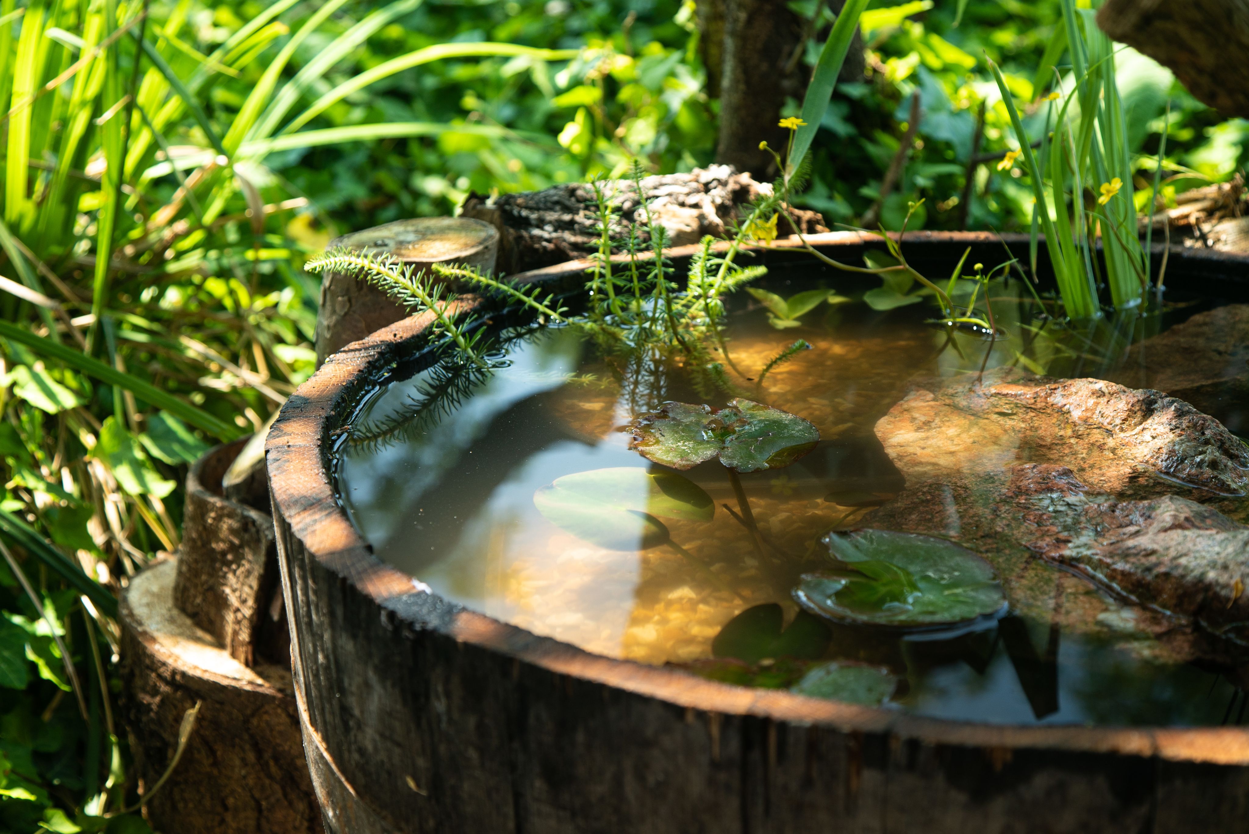 A pond made out of an old barrel in dappled sunlight