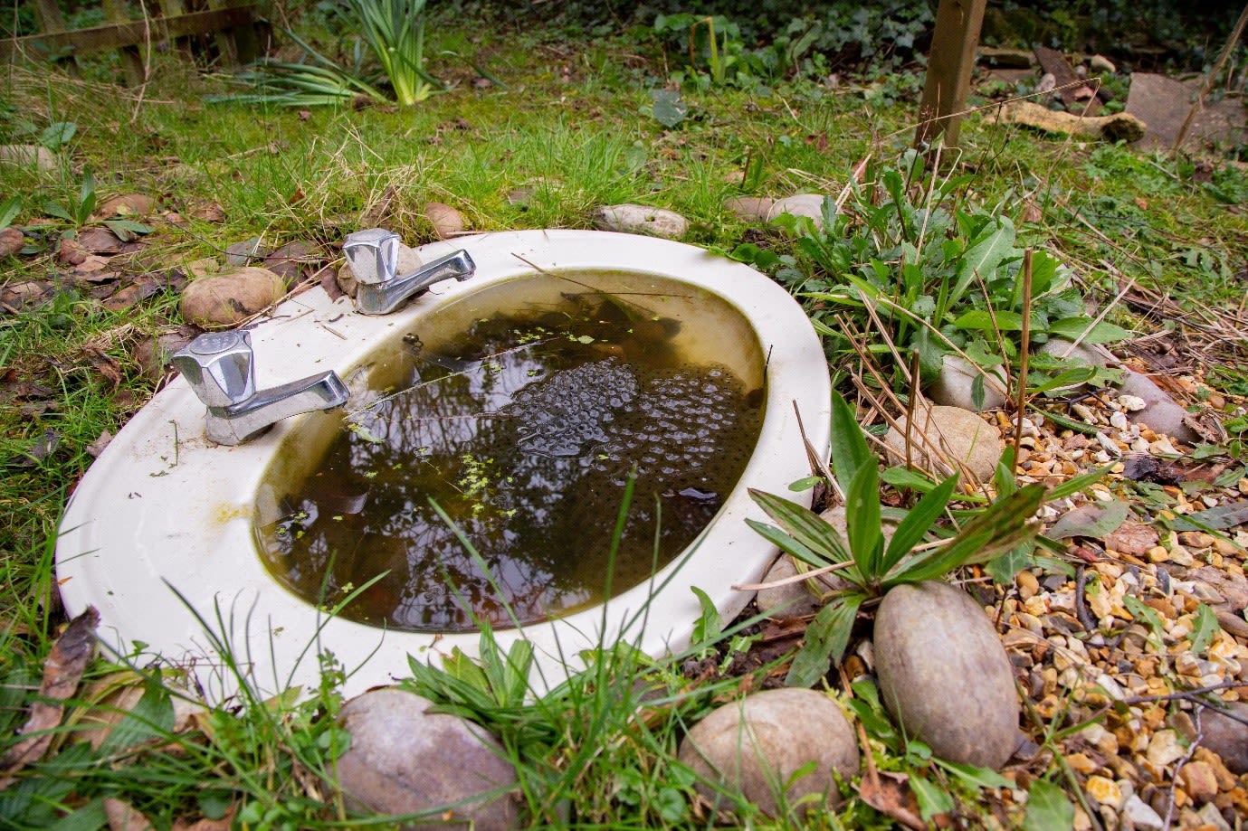 A pond made out of an old sink full of frog spawn