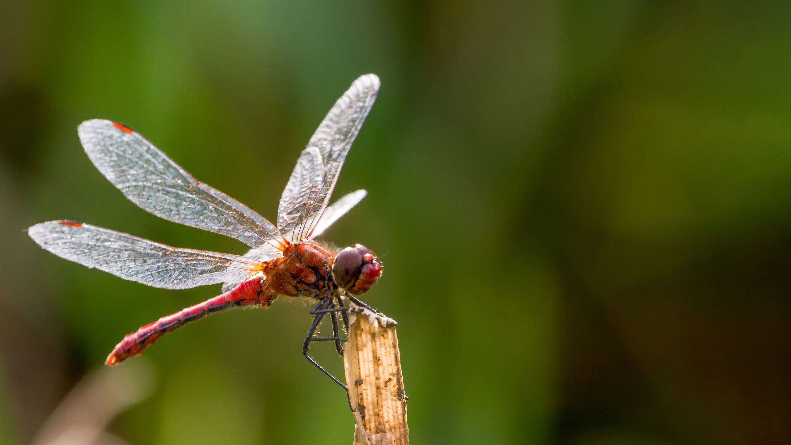 Stunning dragonfly with translucent wings, perched on the stem of a plant