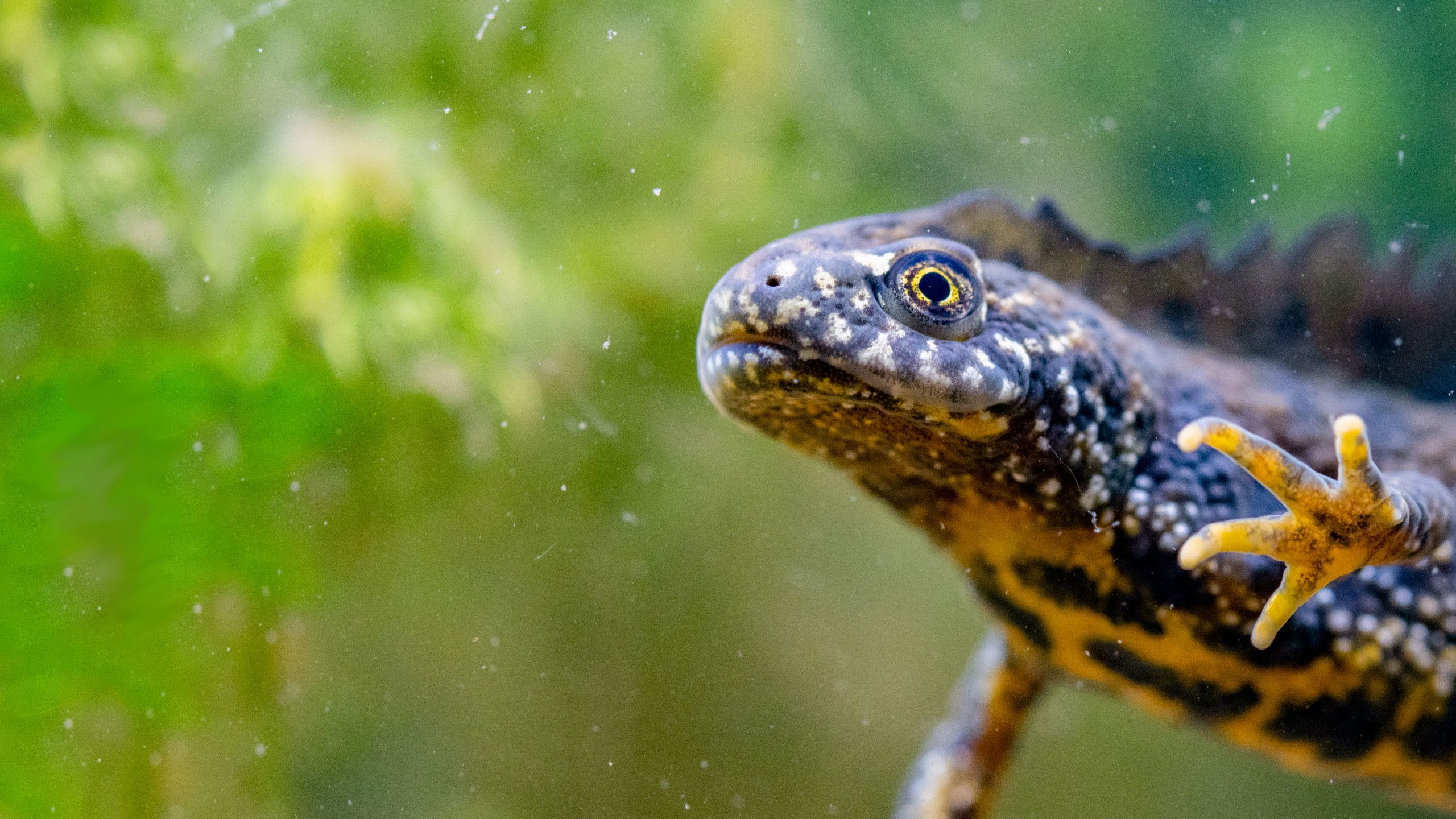 Underwater close up shot of a great crested newt