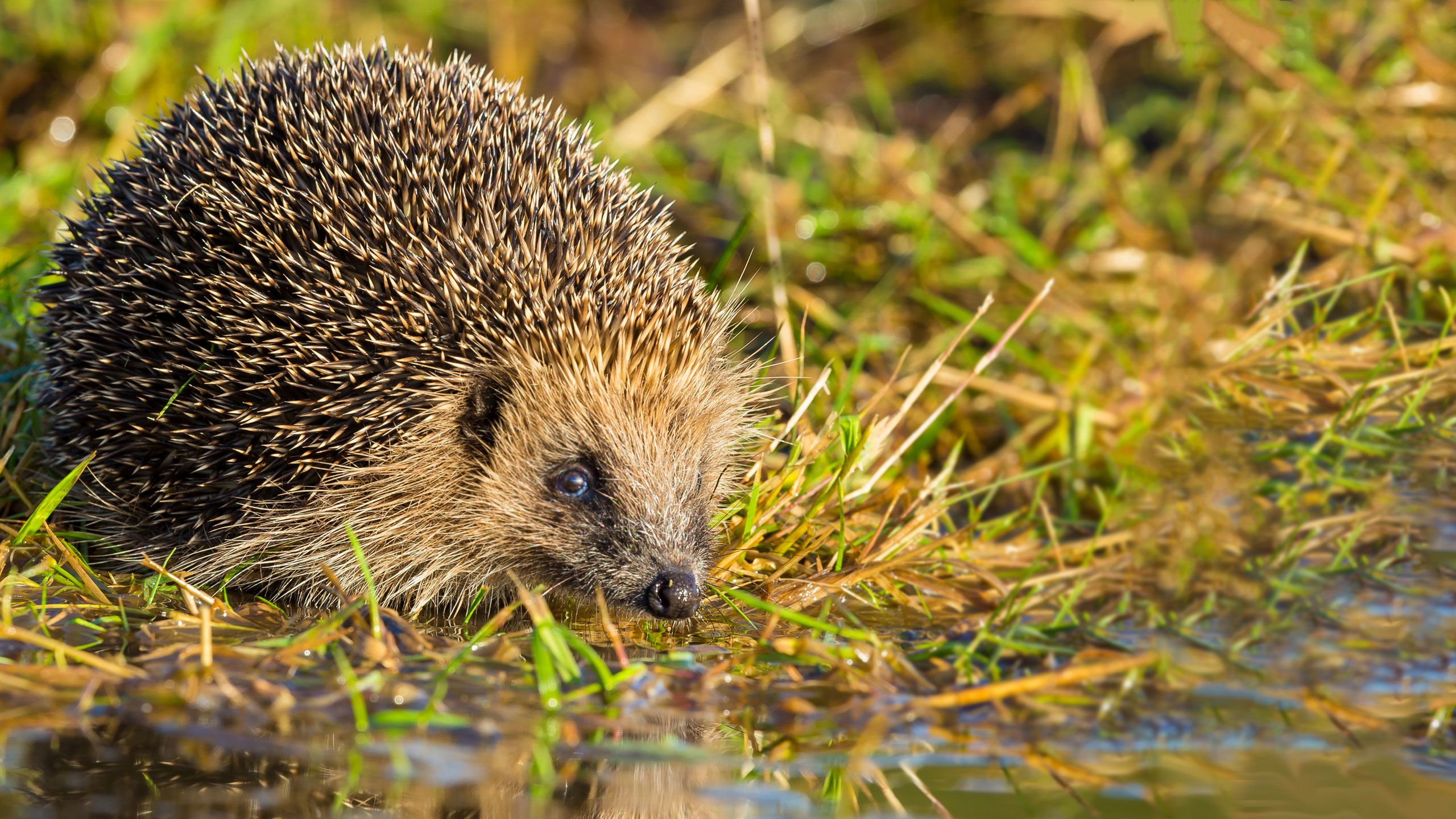 A hedgehog next to a patch of water