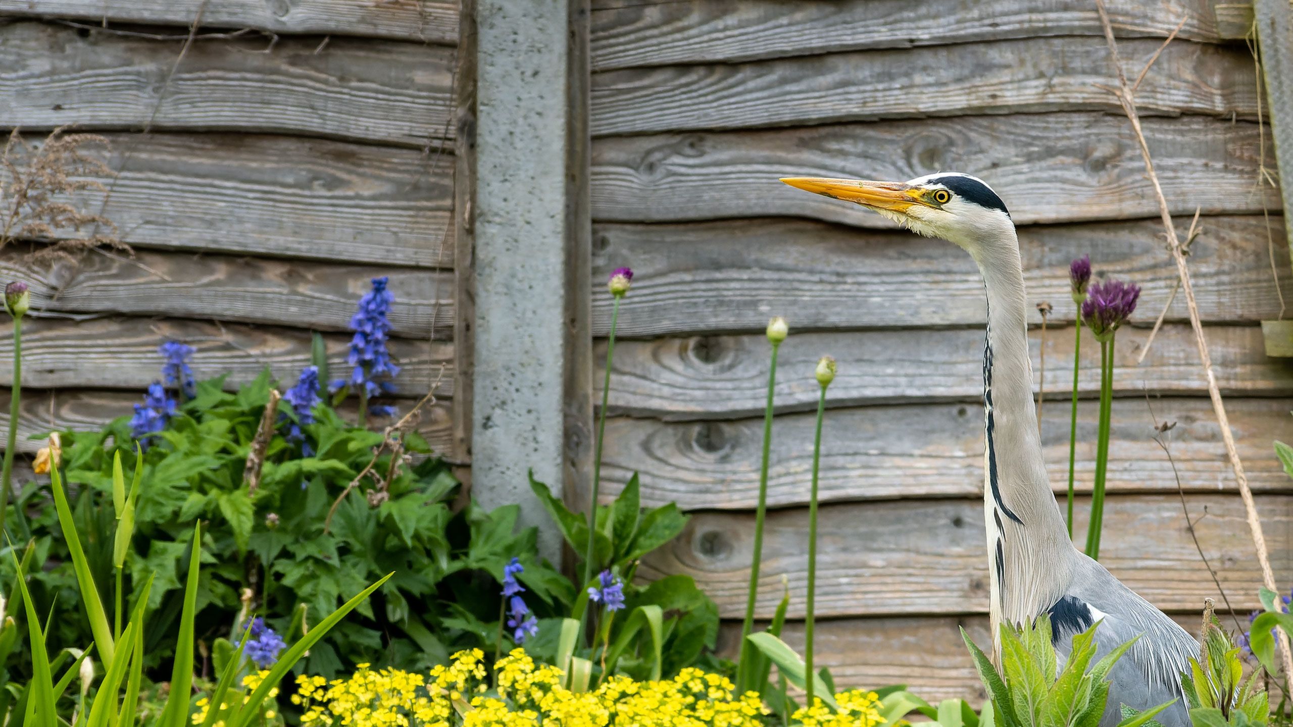 A heron next to lots of garden flowers and a garden fence