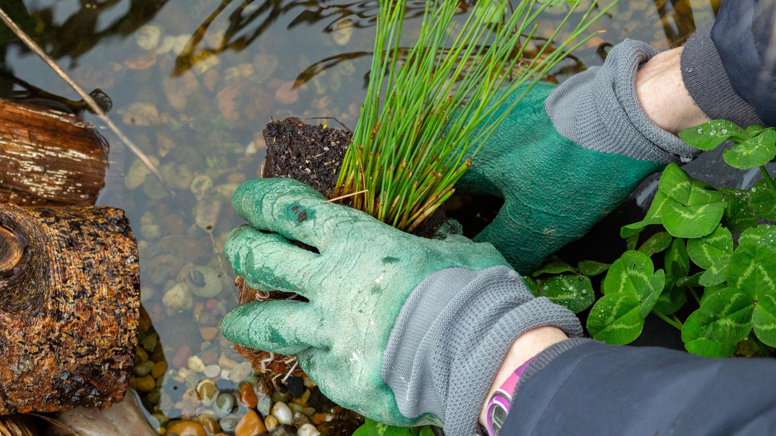 A pair of hands in gardening gloves planting a plant in a pond