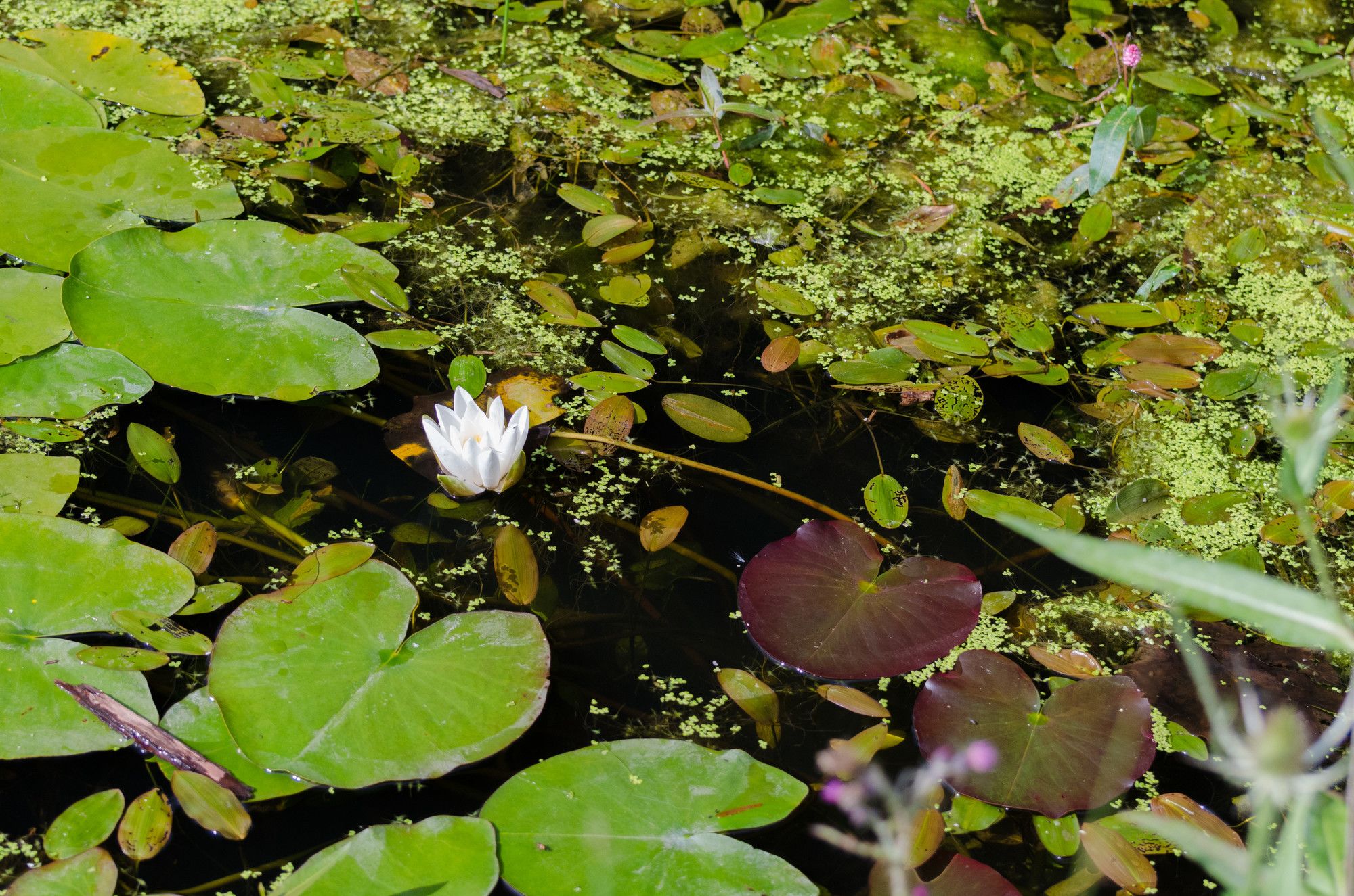 Lovely white water lily on top of a pond