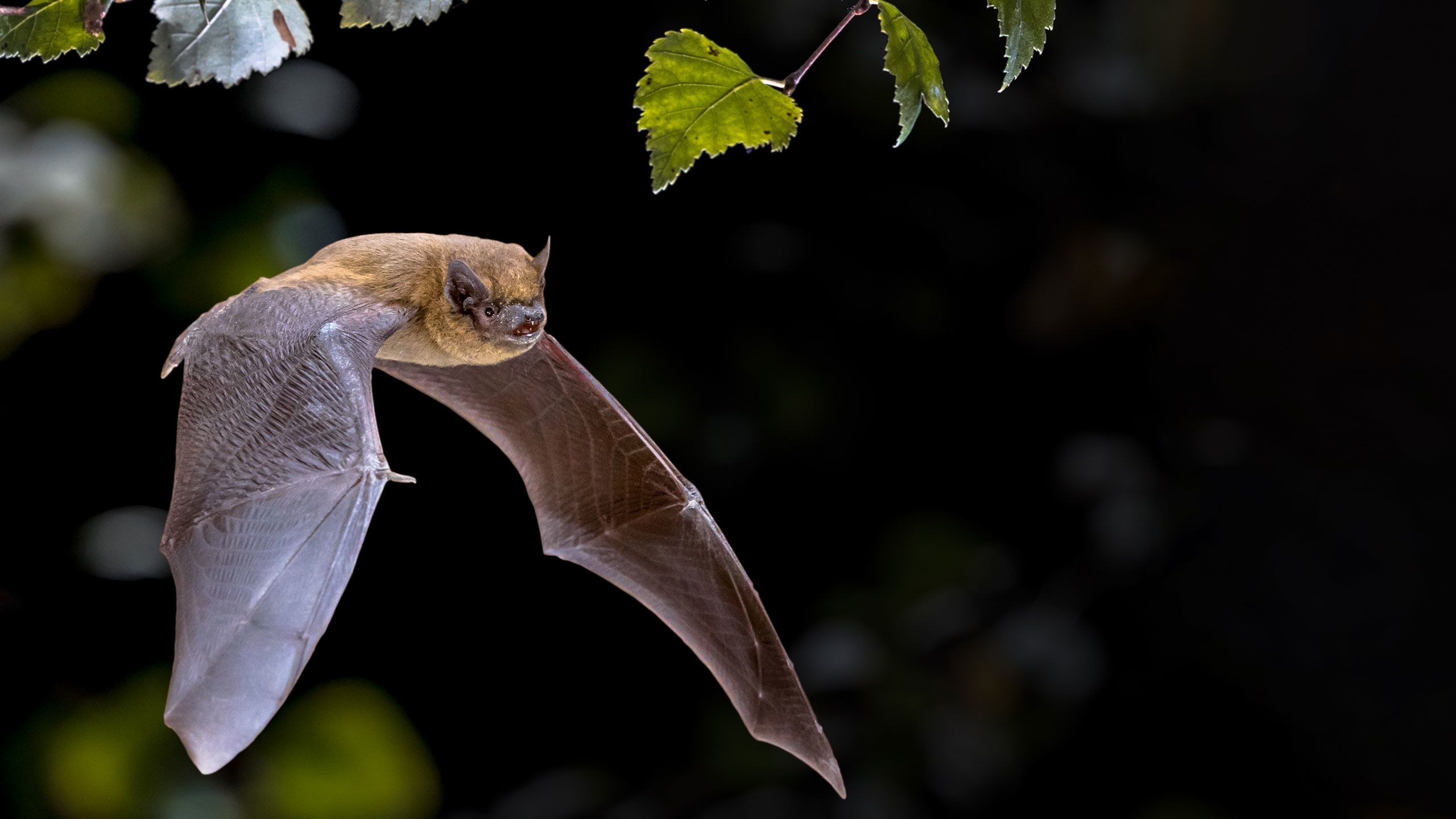A bat flying through the night sky