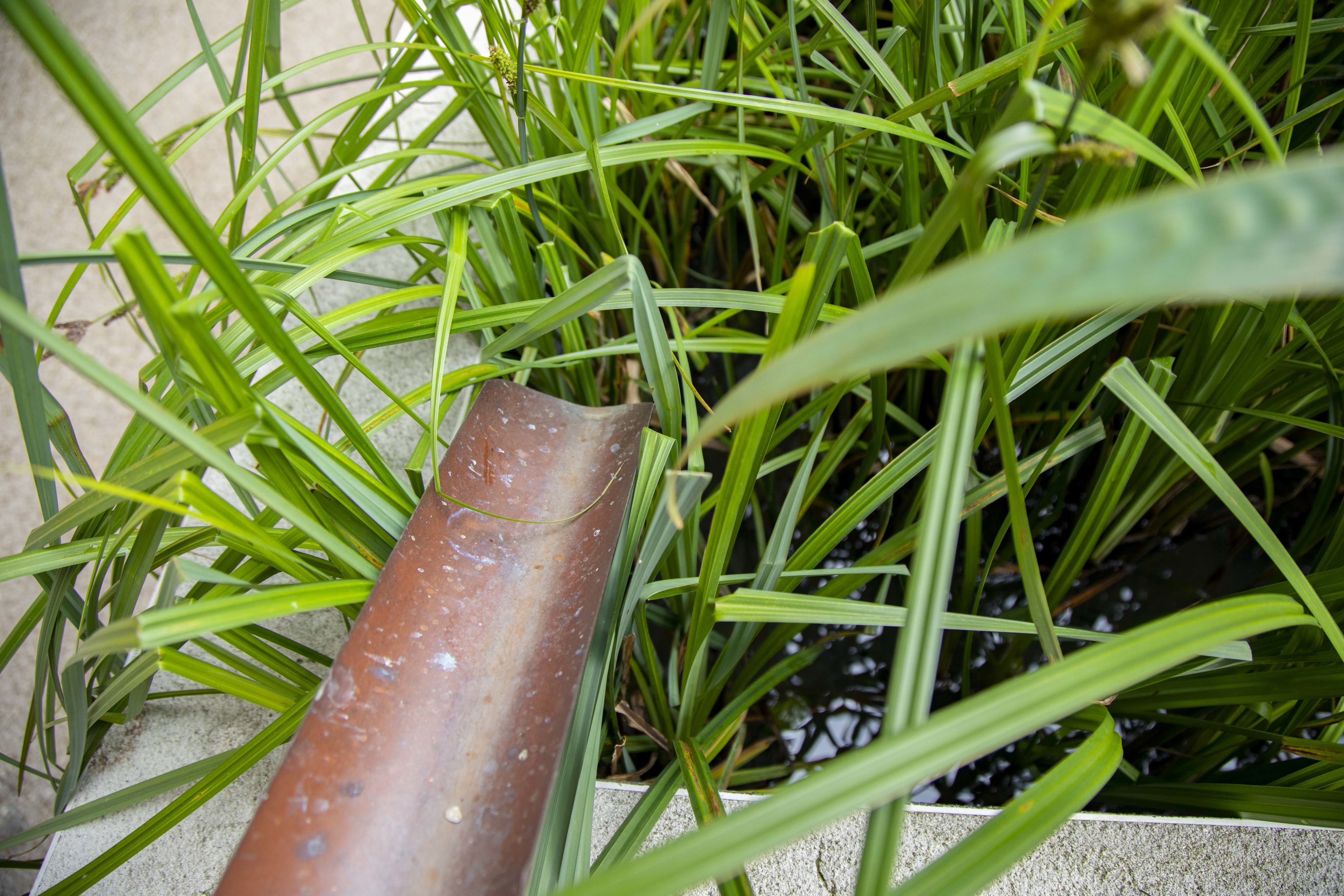 A pipe directed into a pond full of vibrant green grass stems