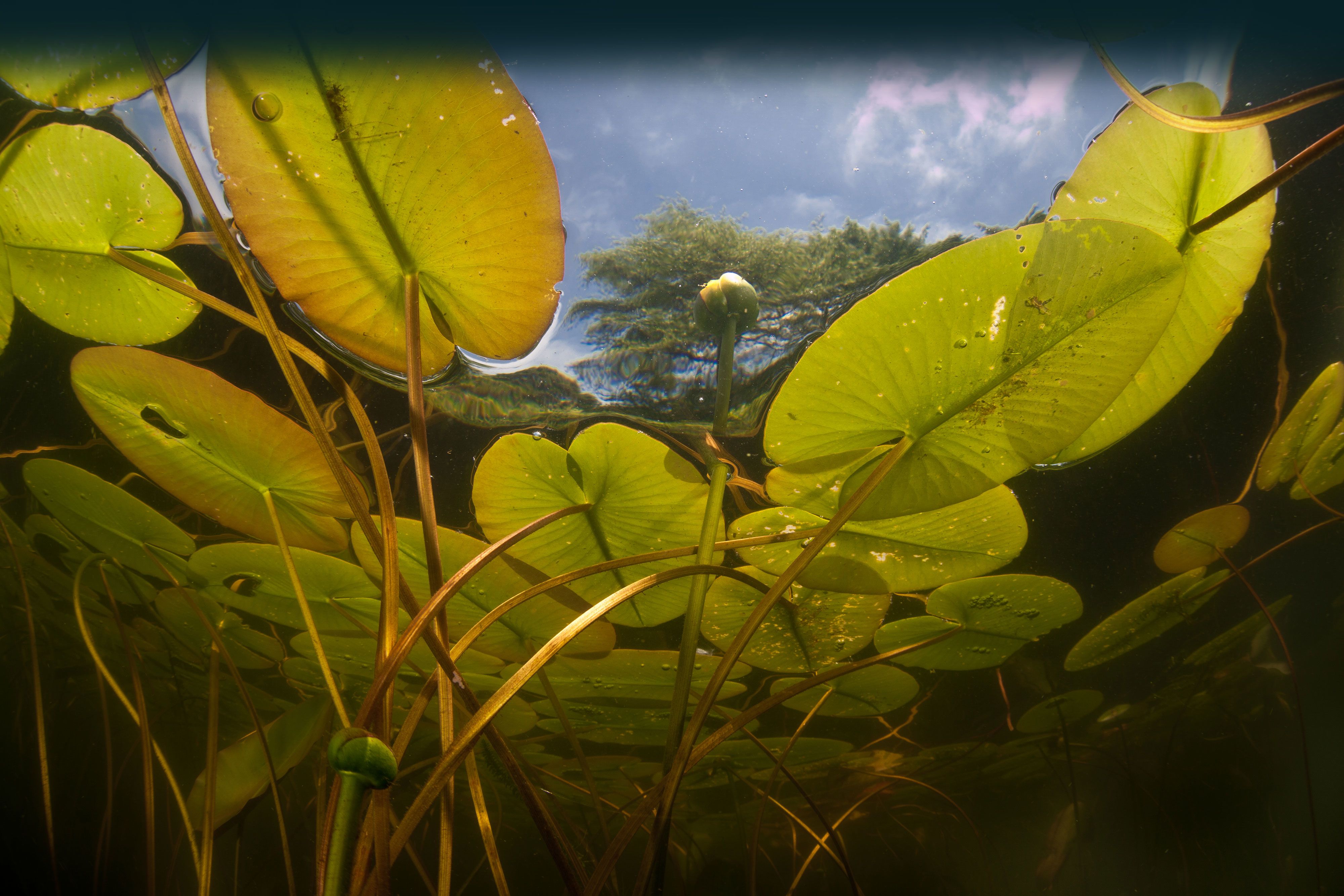 Water lilies seen from under the water, with the sky seen peeking through the surface