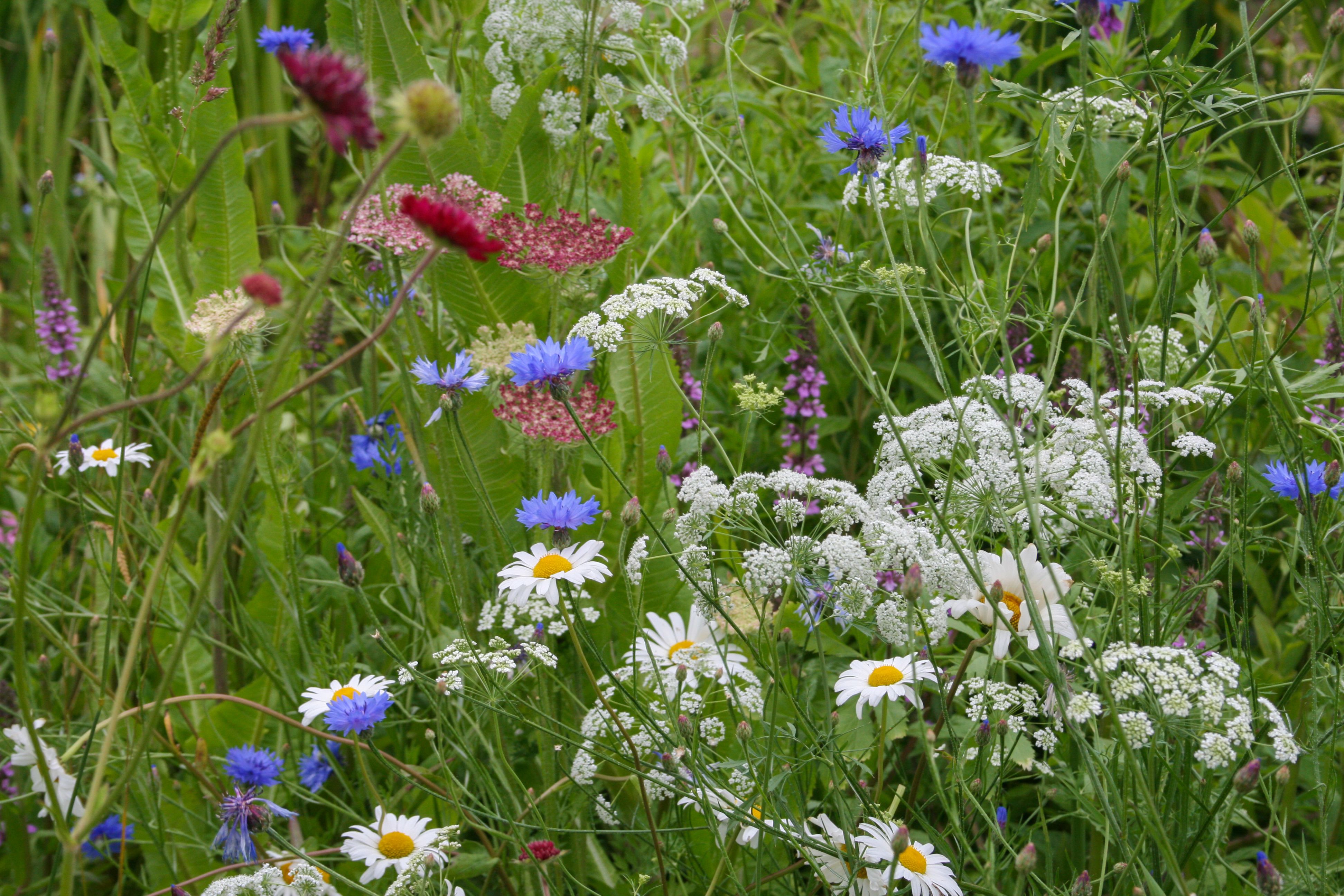 A wildflower meadow with lots of varieties and colours