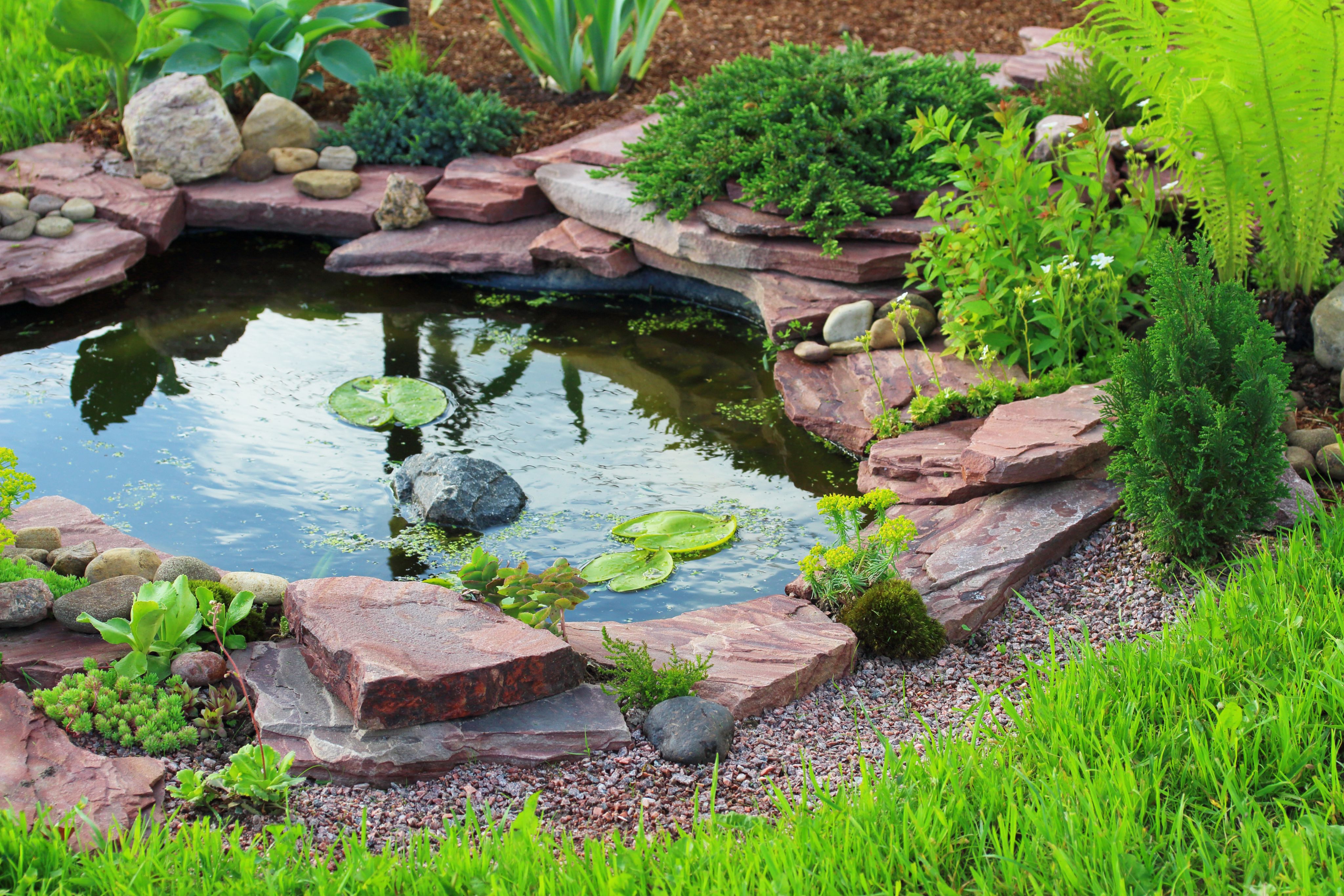 Beautiful, big garden pond with water lilies and lots of rocks and plants all around