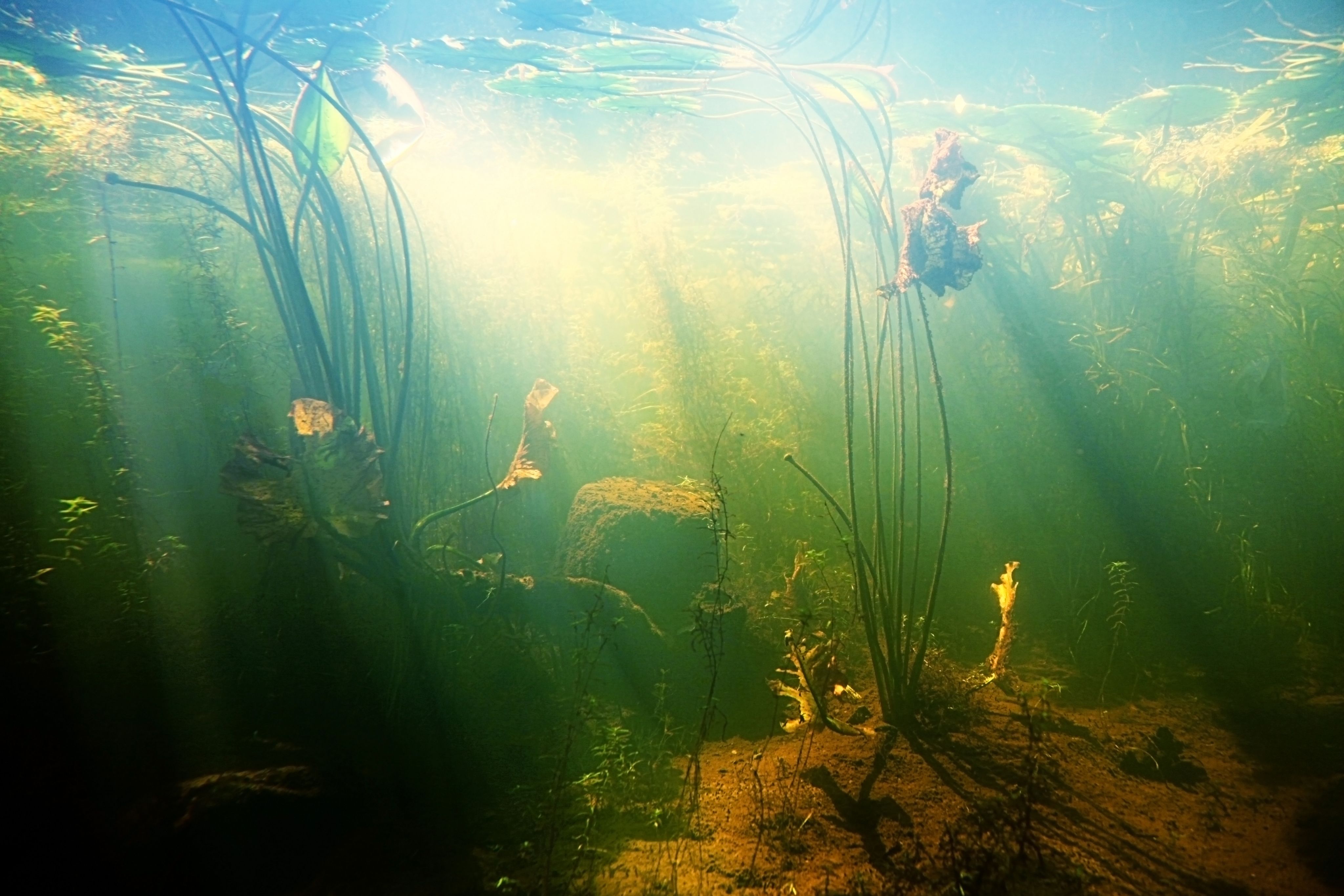 Beneath the surface of a garden pond, with floating undergrowth 