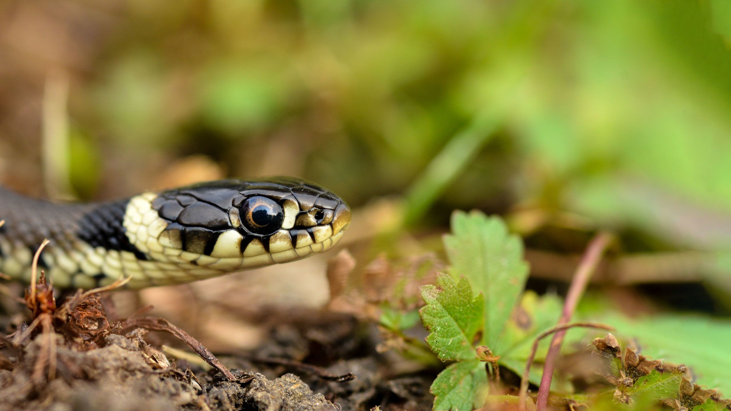 Close up of a head of a grass snake