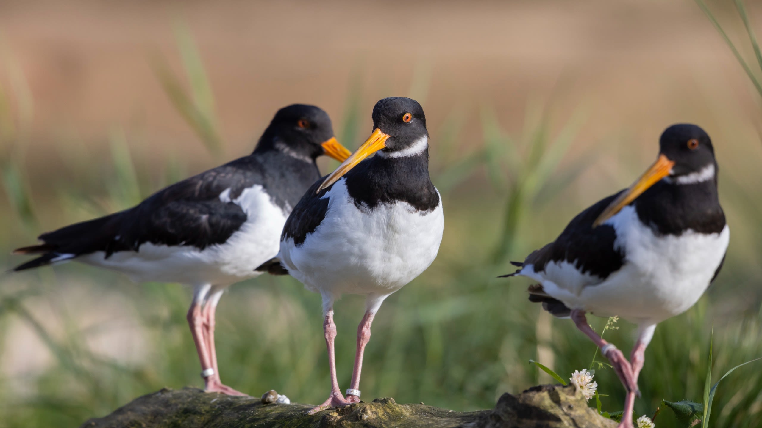 Three oystercatchers