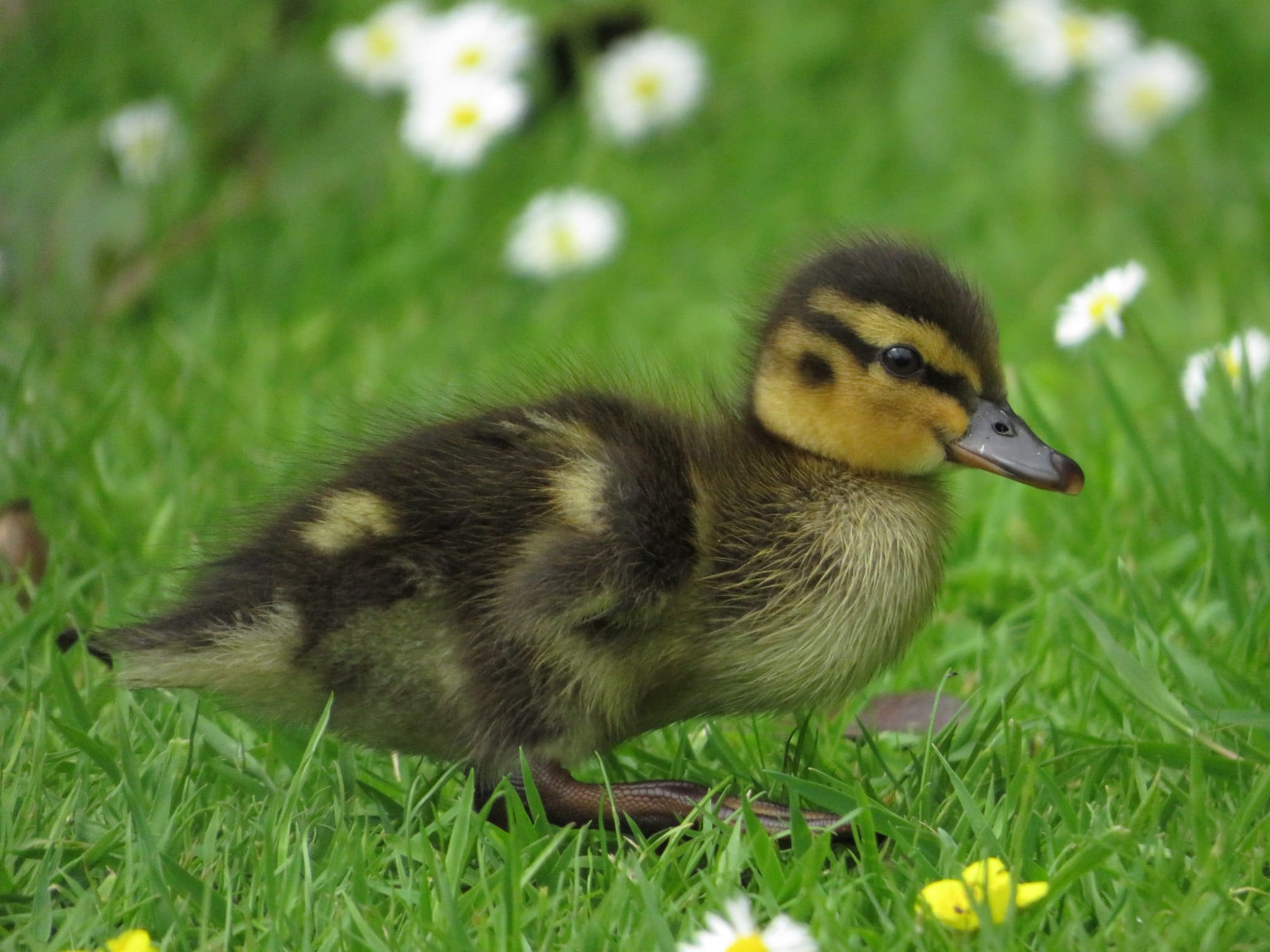 Mallard duckling among daisies