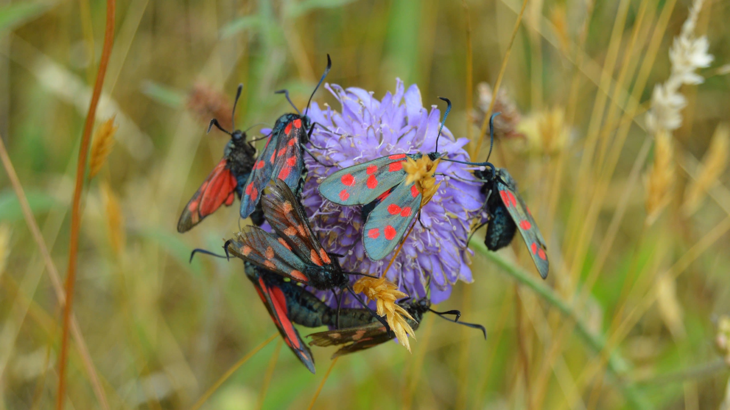 A cluster of moths on a flower