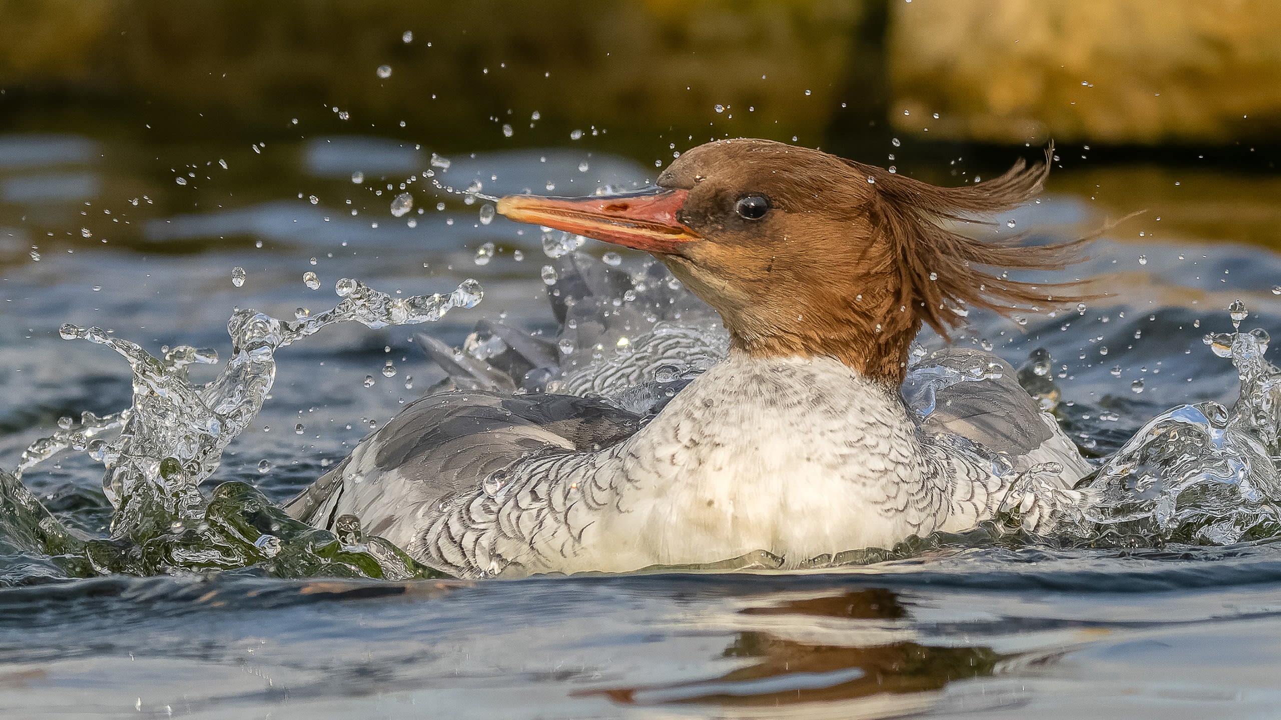 Scaly-sided merganser splashing in water