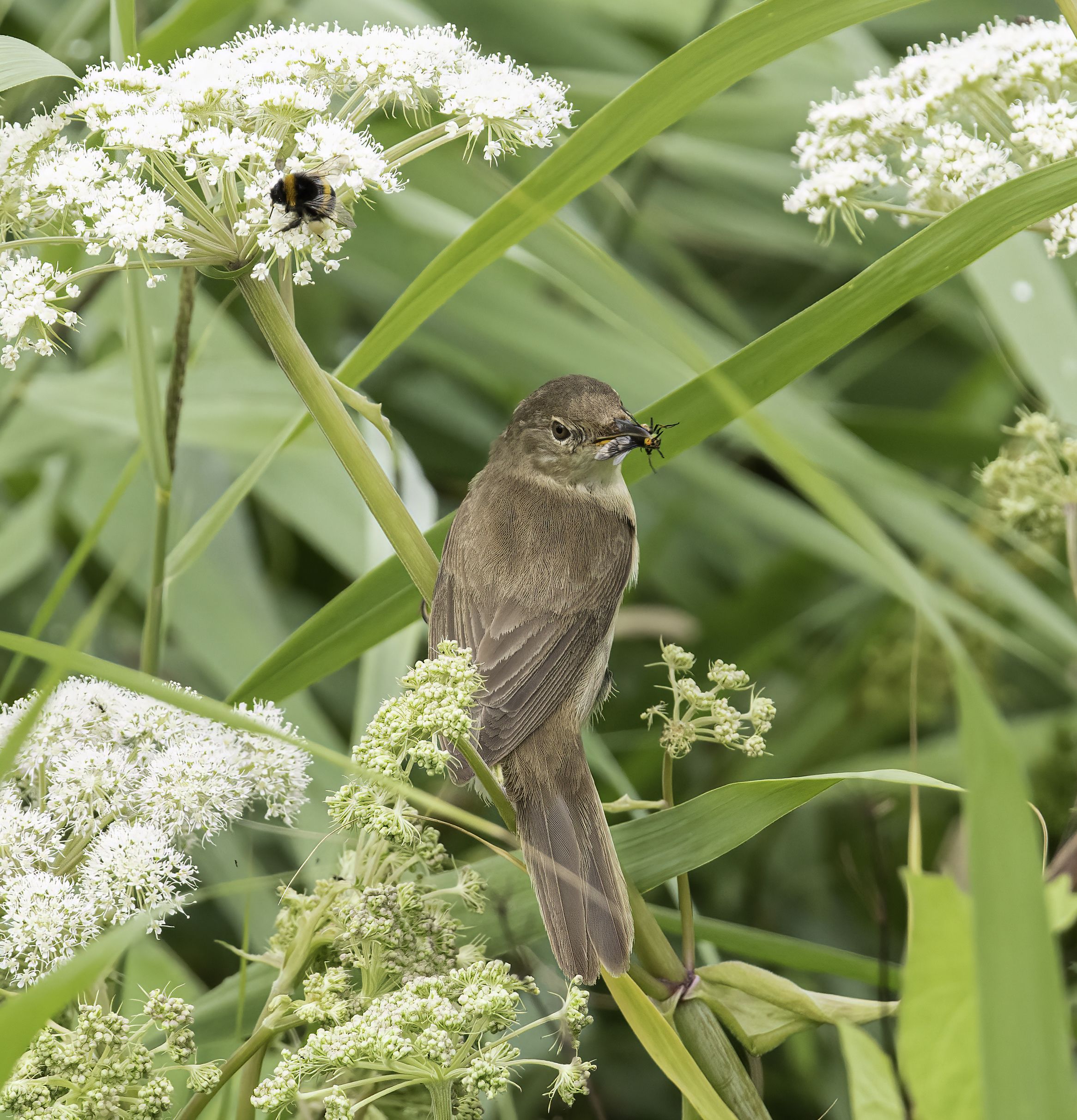 Reed warbler with insects in its bill