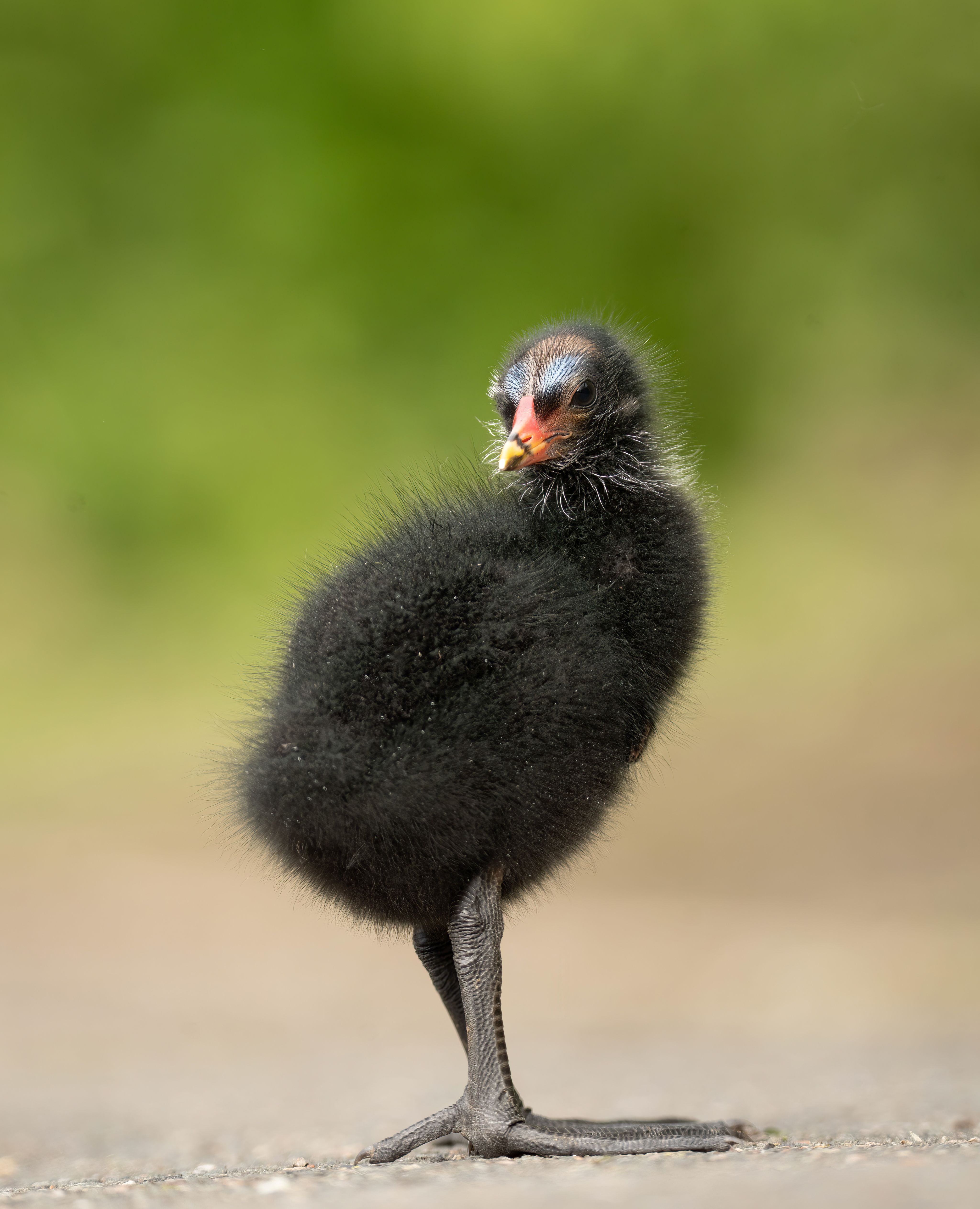Fluffy moorhen chick
