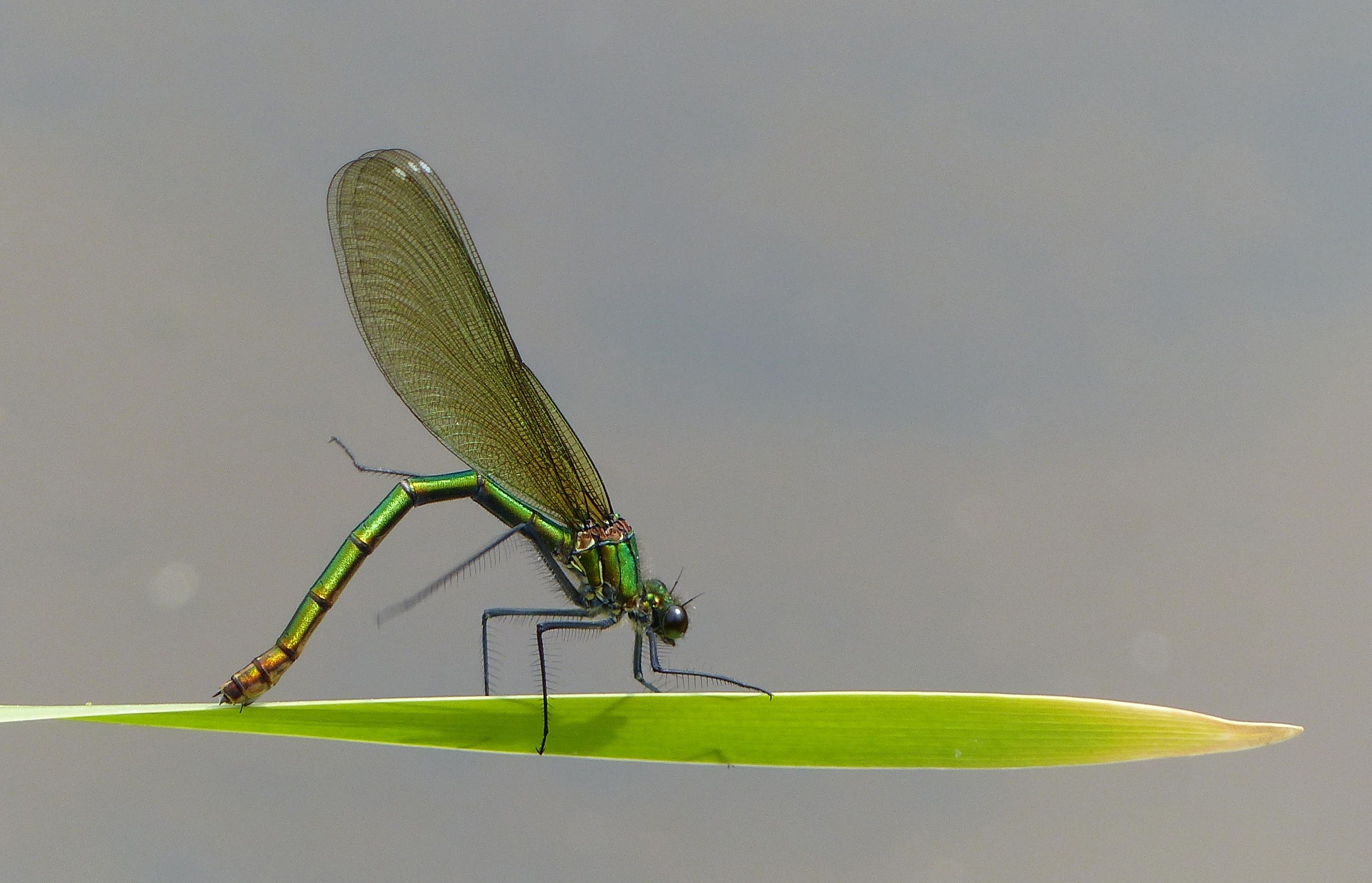 Female banded demoiselle damselfly