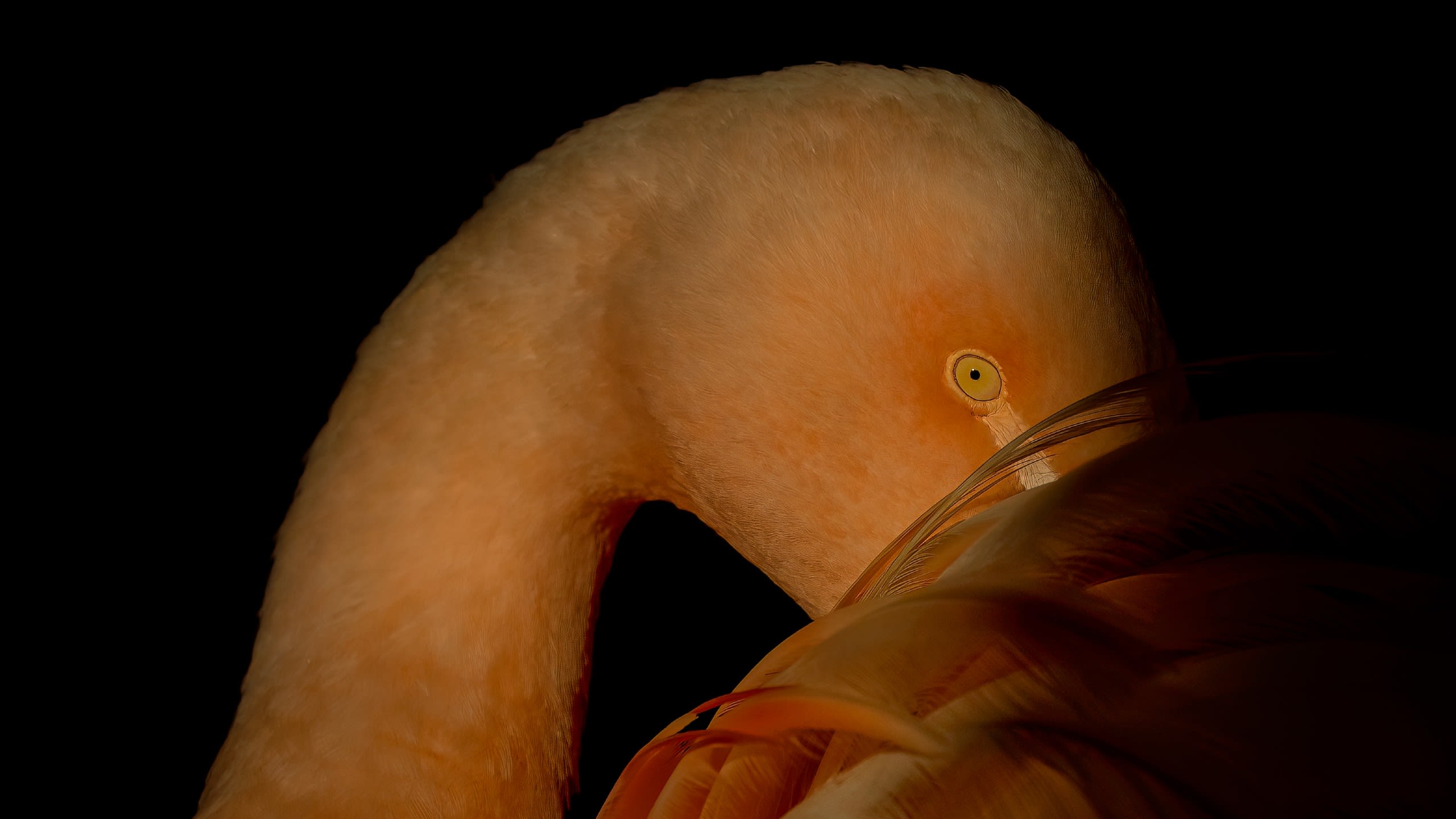 Close up of a flamingo's face