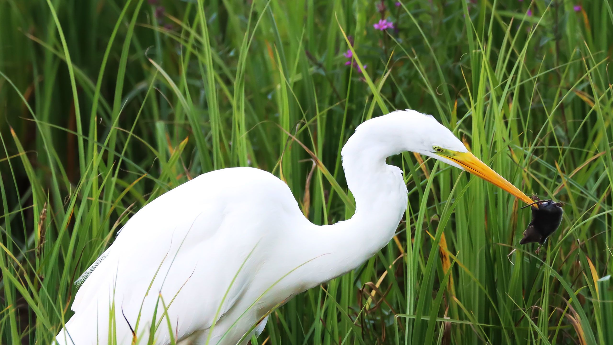 Great egret with a water shrew in its bill