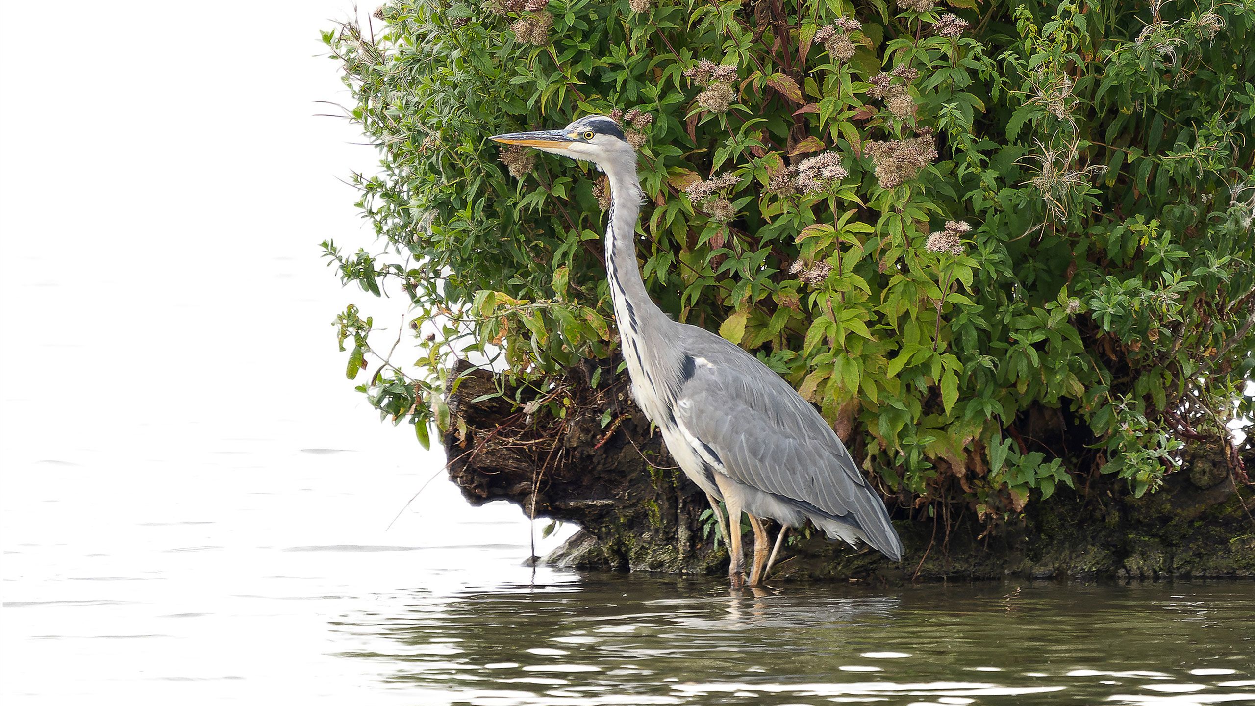 Grey heron standing by a bush