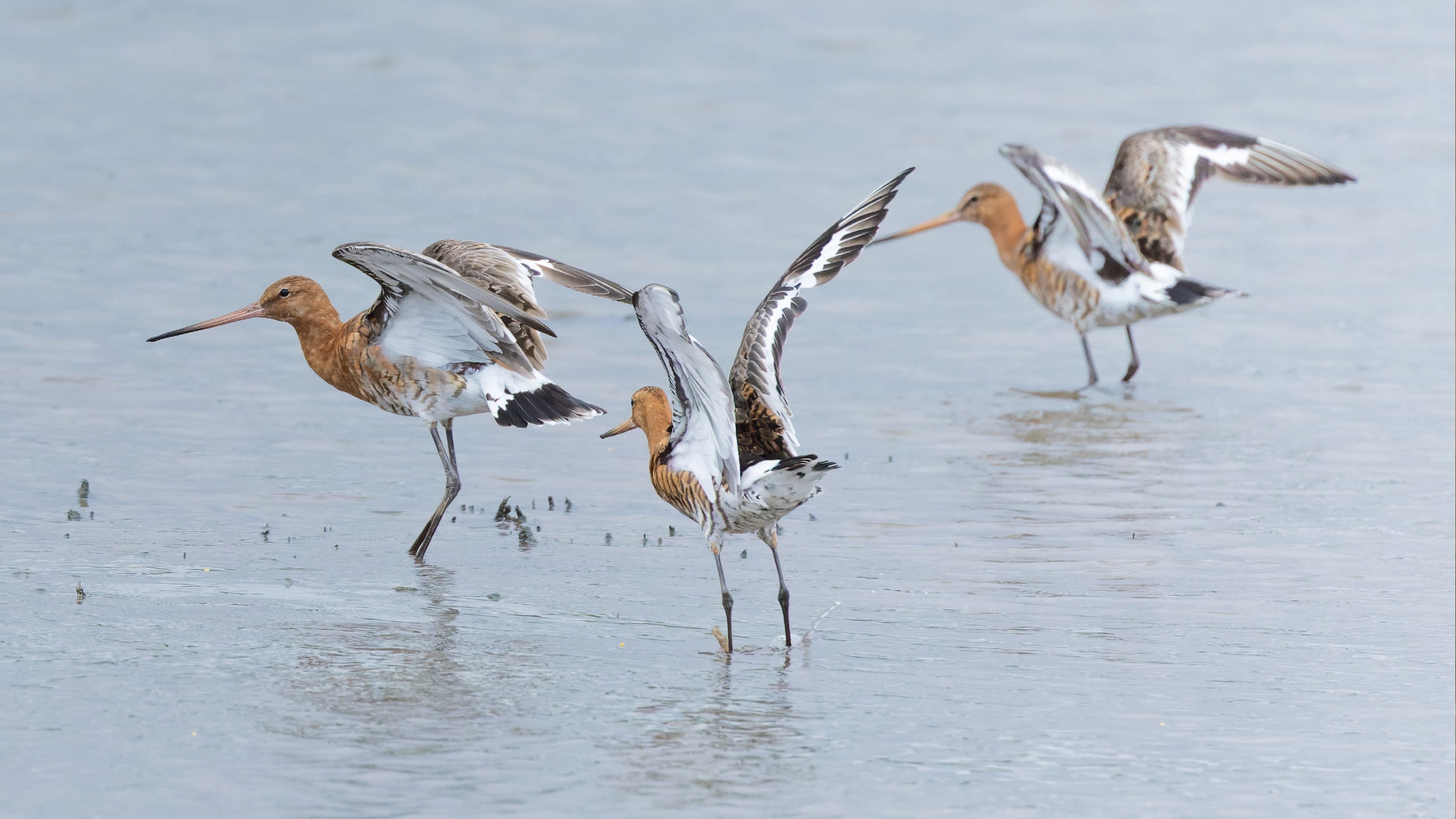 Three black-tailed godwits flapping their wings