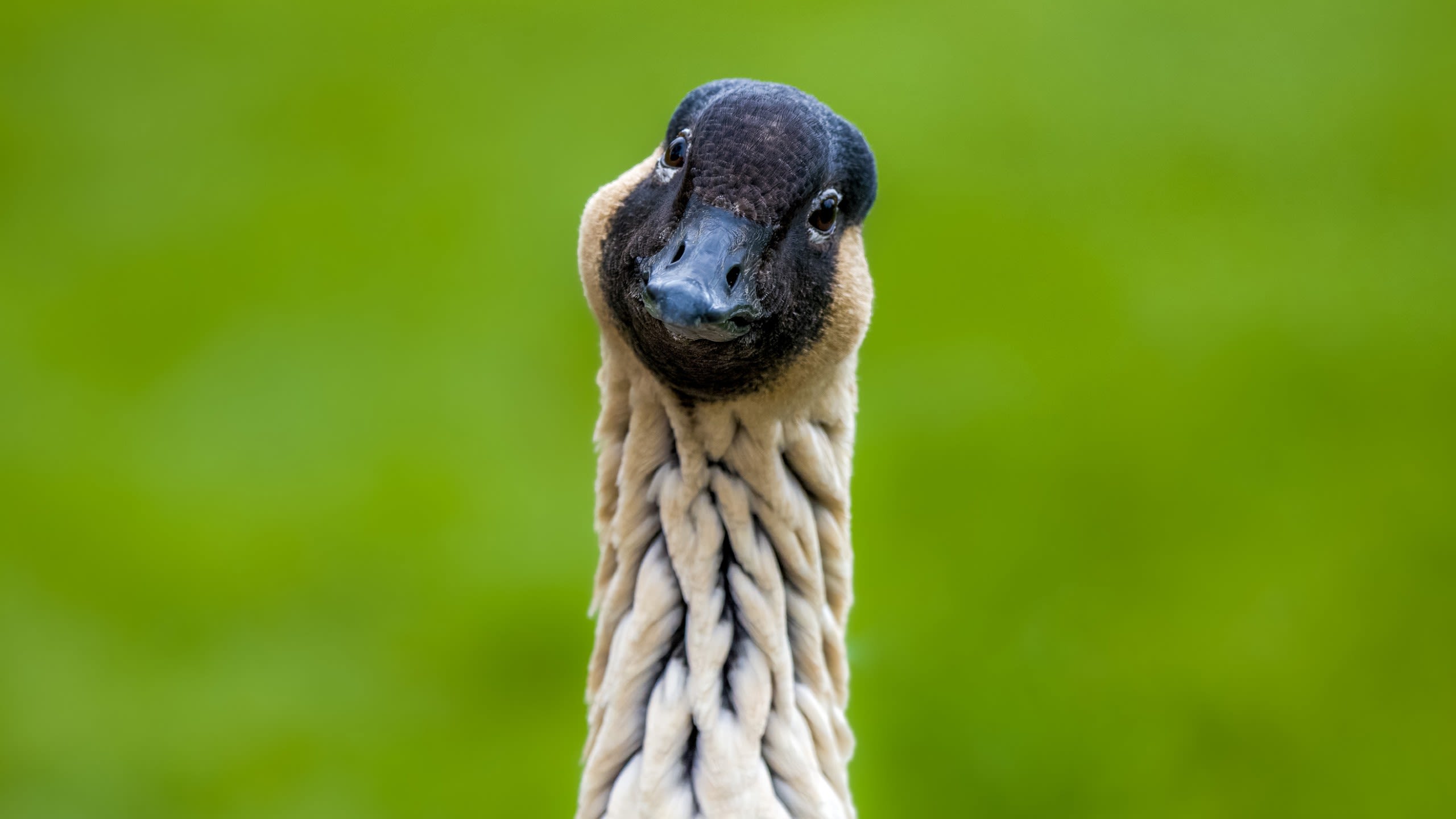 Nene goose