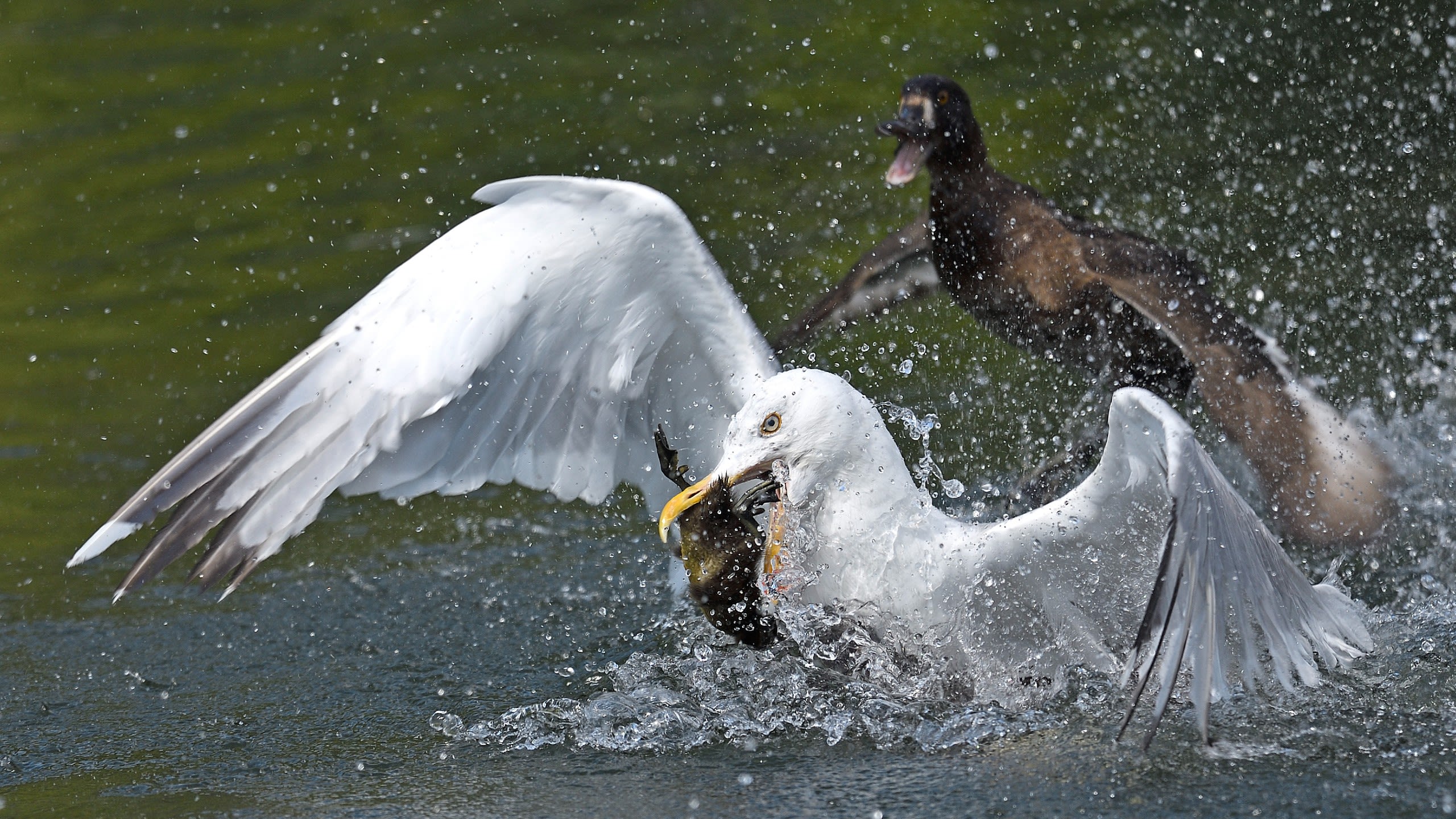 Herring gull with a tufted duckling in its bill, being chased by an angry parent