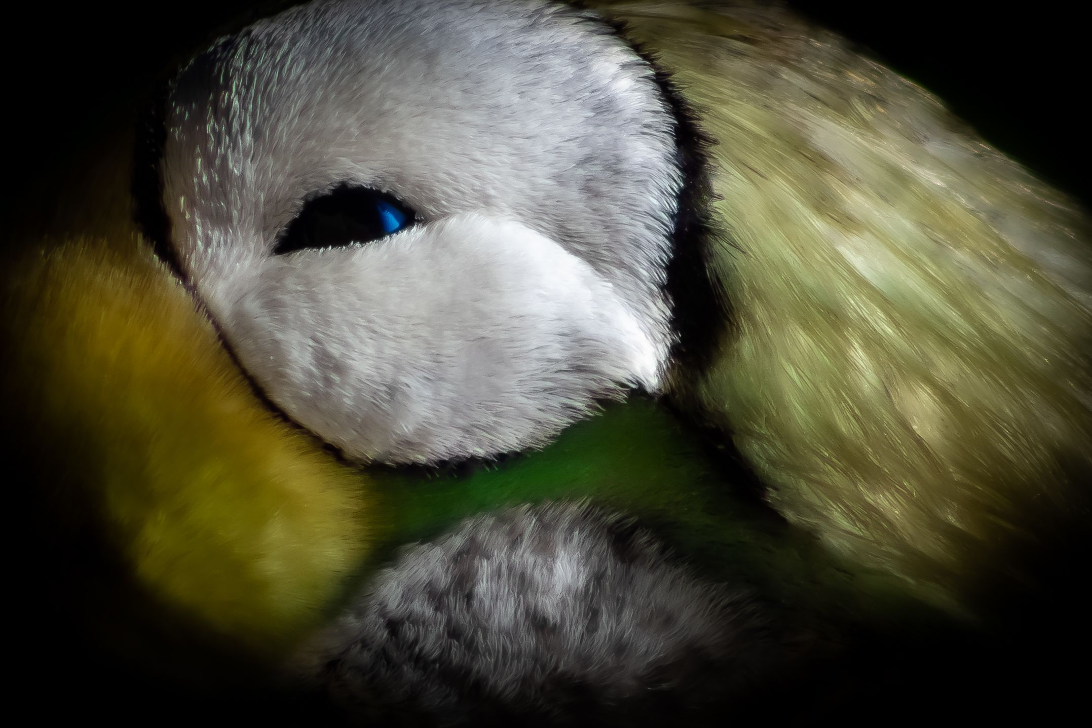 Close-up of the face of a spectacled eider duck