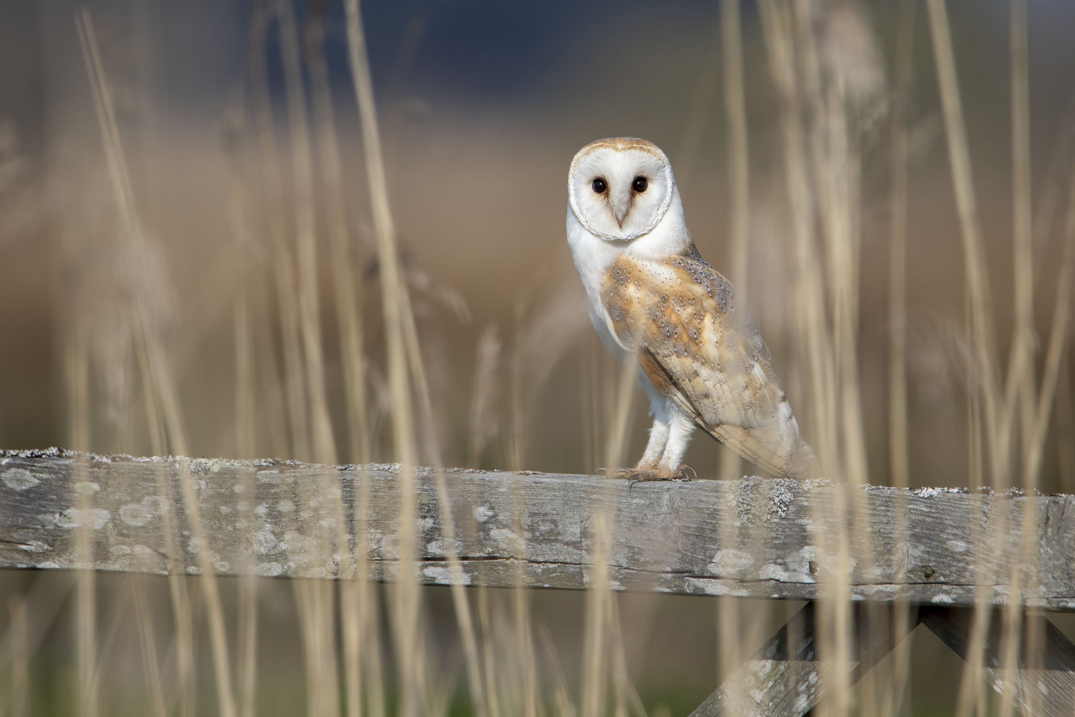 Barn owl perching on a fence
