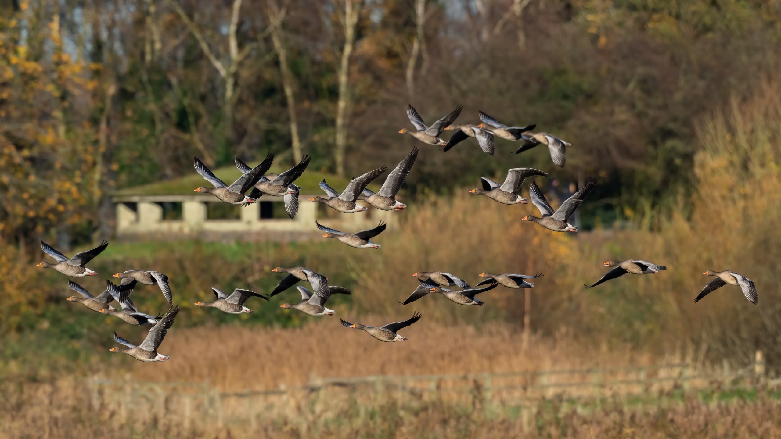 Flock of greylag geese in flight