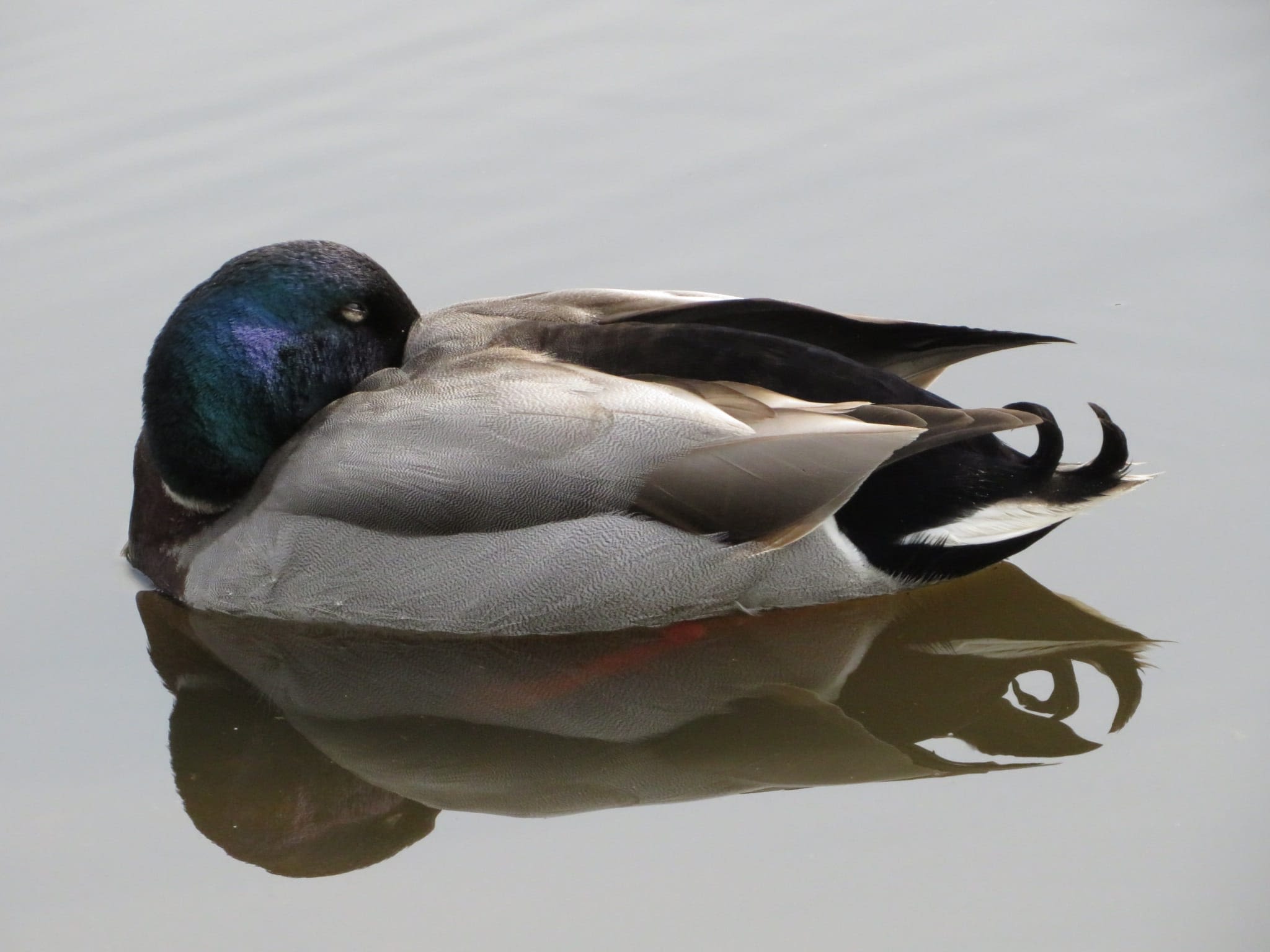 Mallard drake resting on water