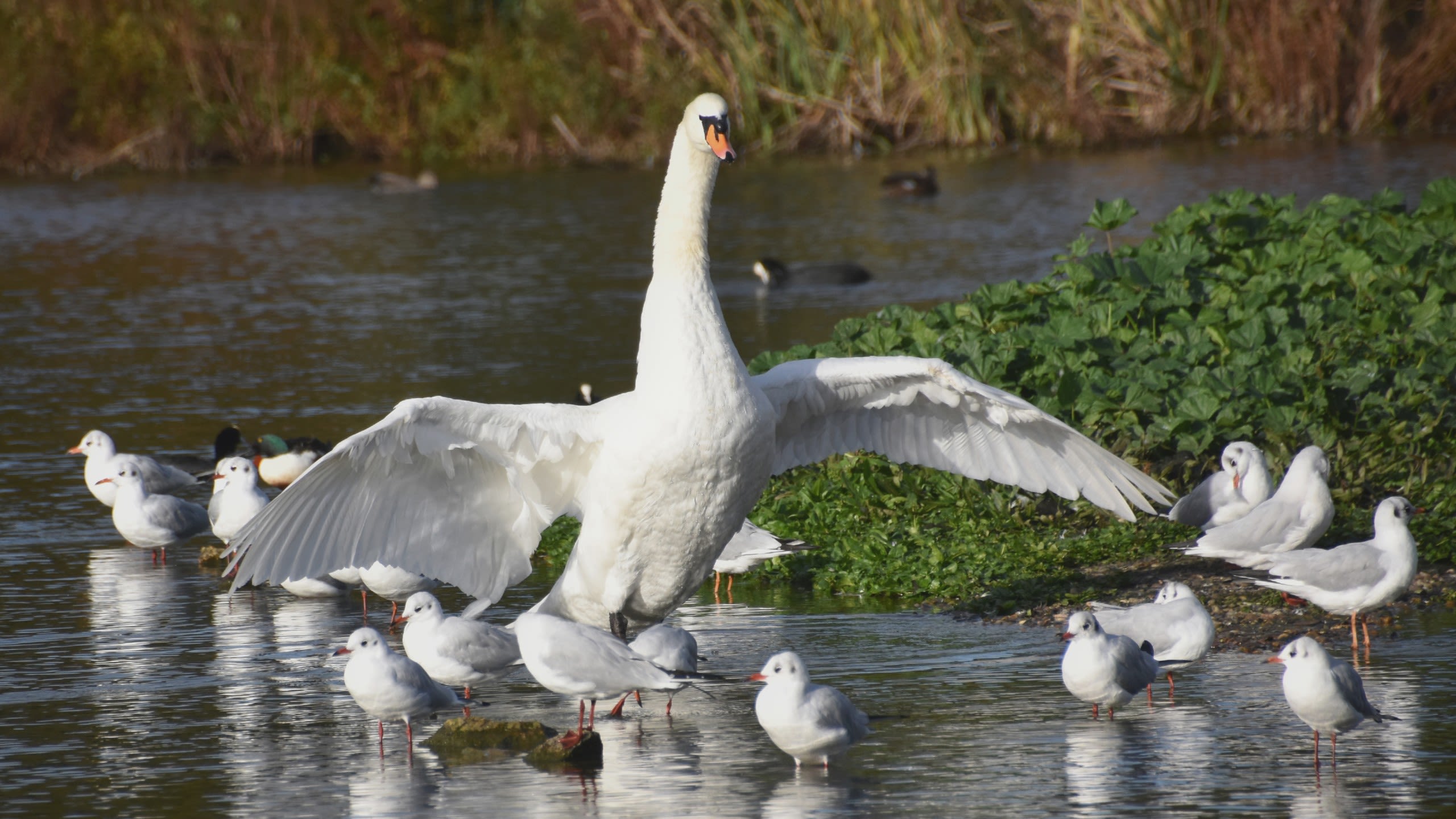 Mute swan flapping its wings