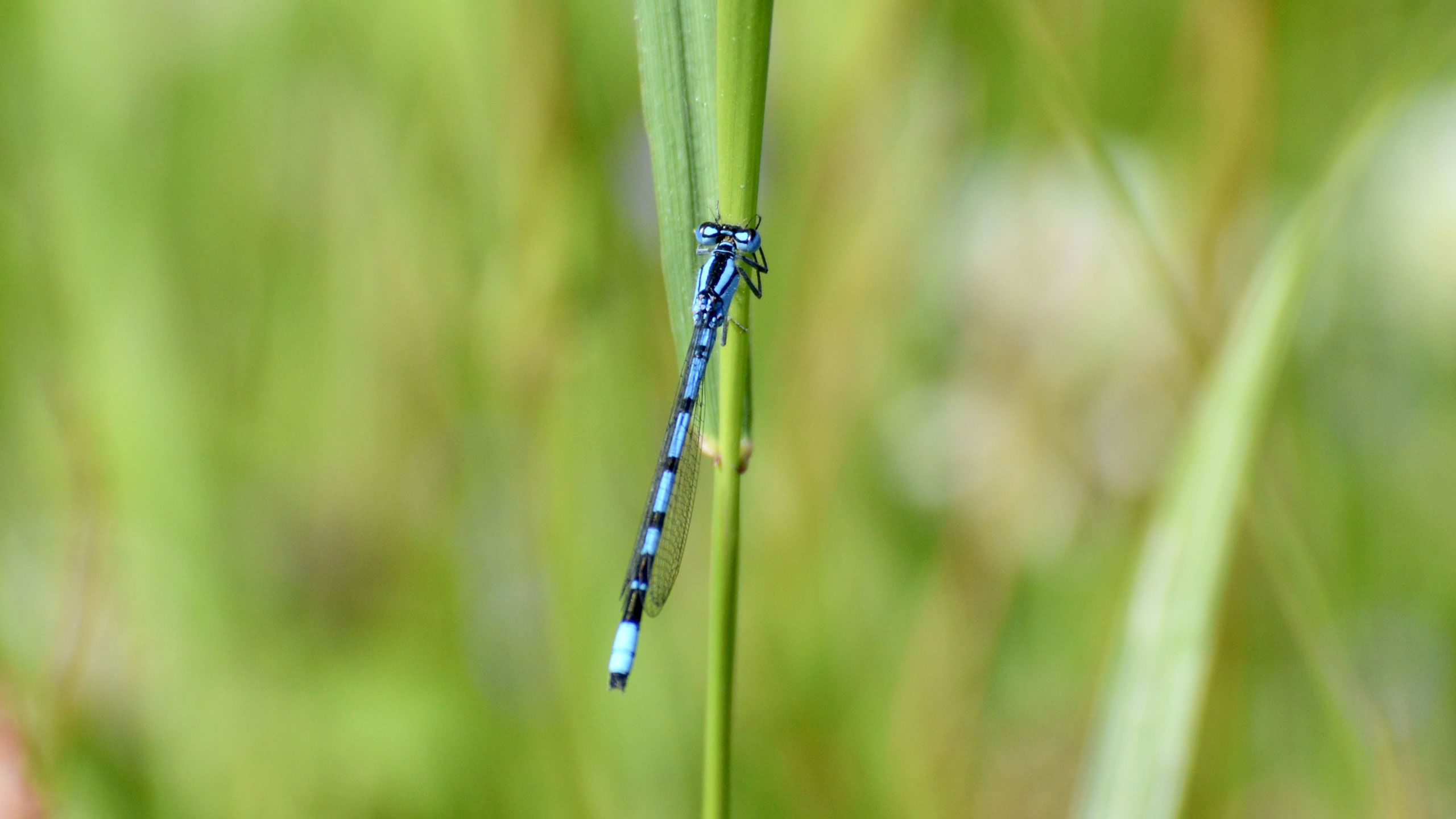 Common blue damselfly basking in sunlight