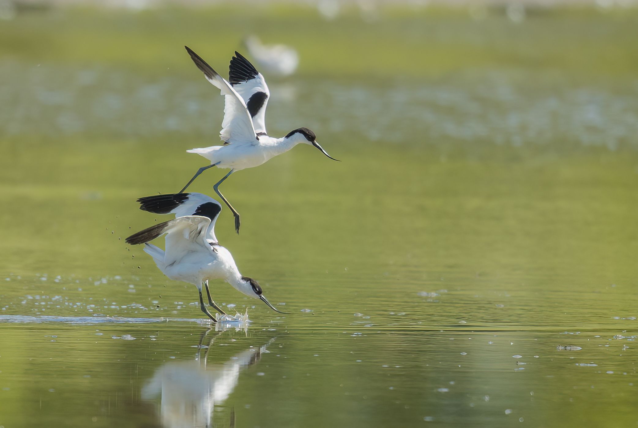 A pair of avocet squabbling