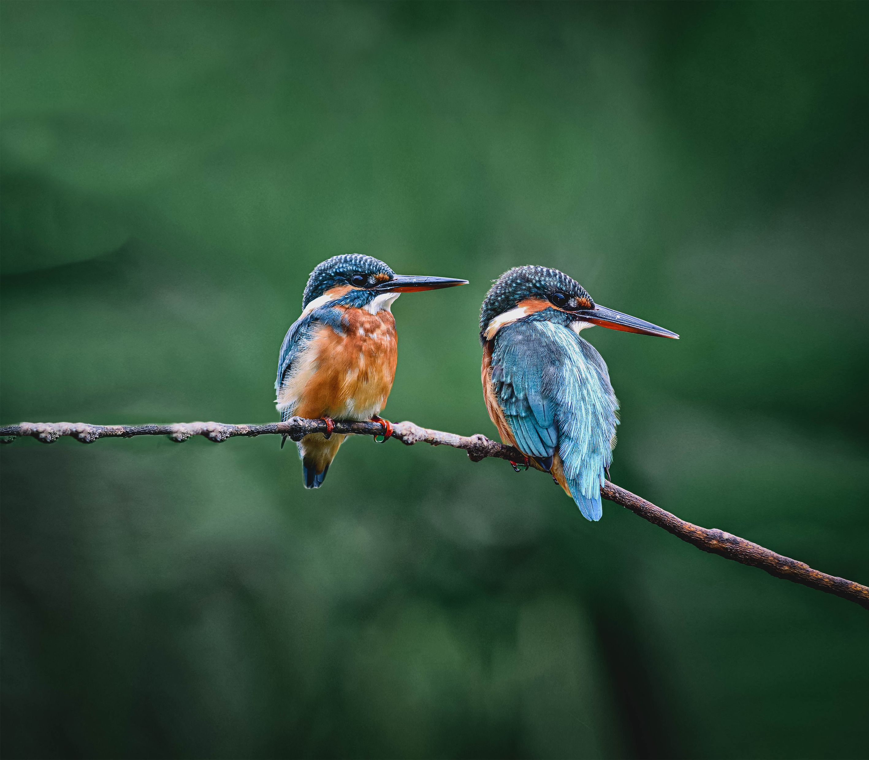 Two kingfishers sit side by side on a branch