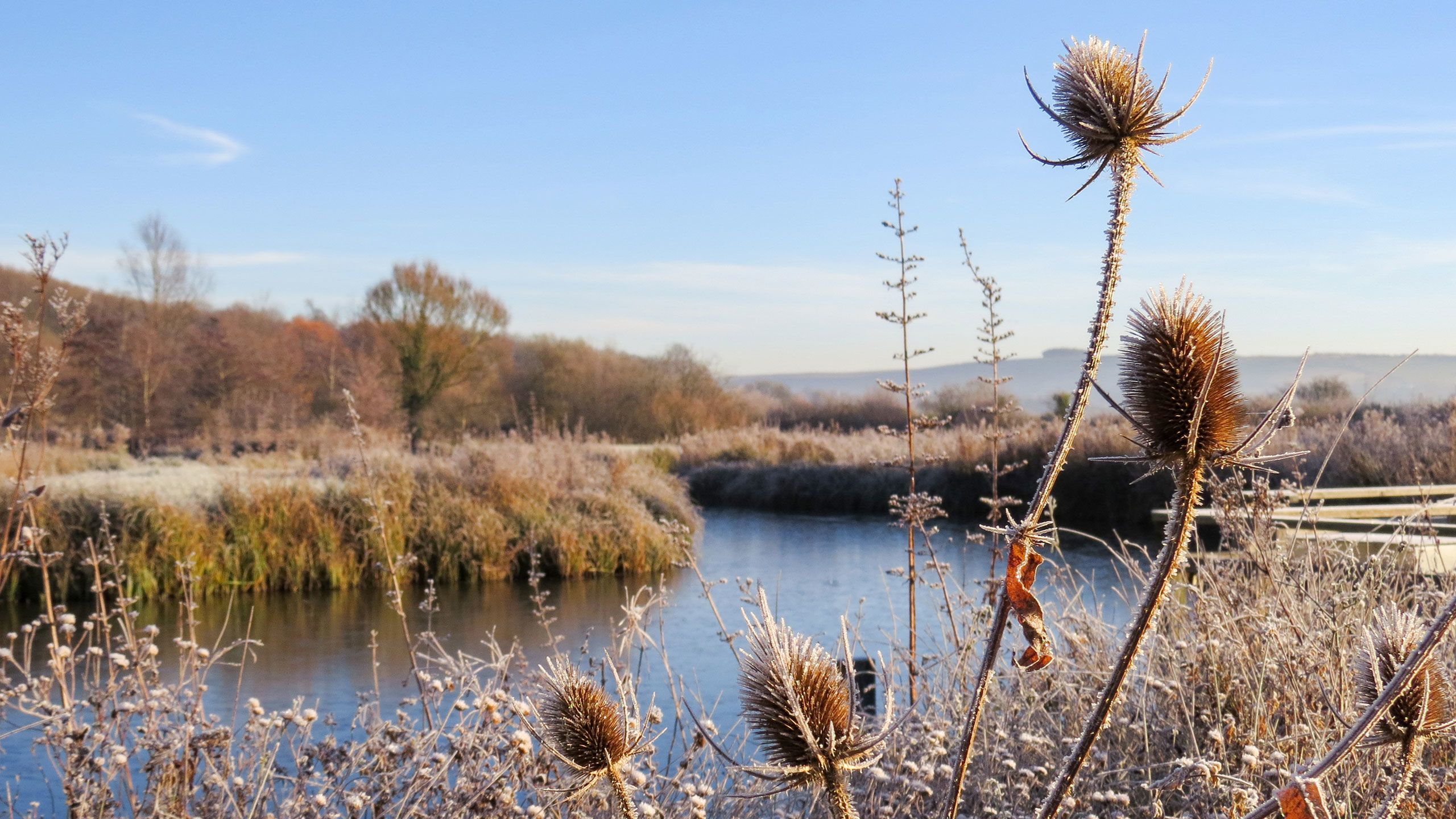 A wetland in winter