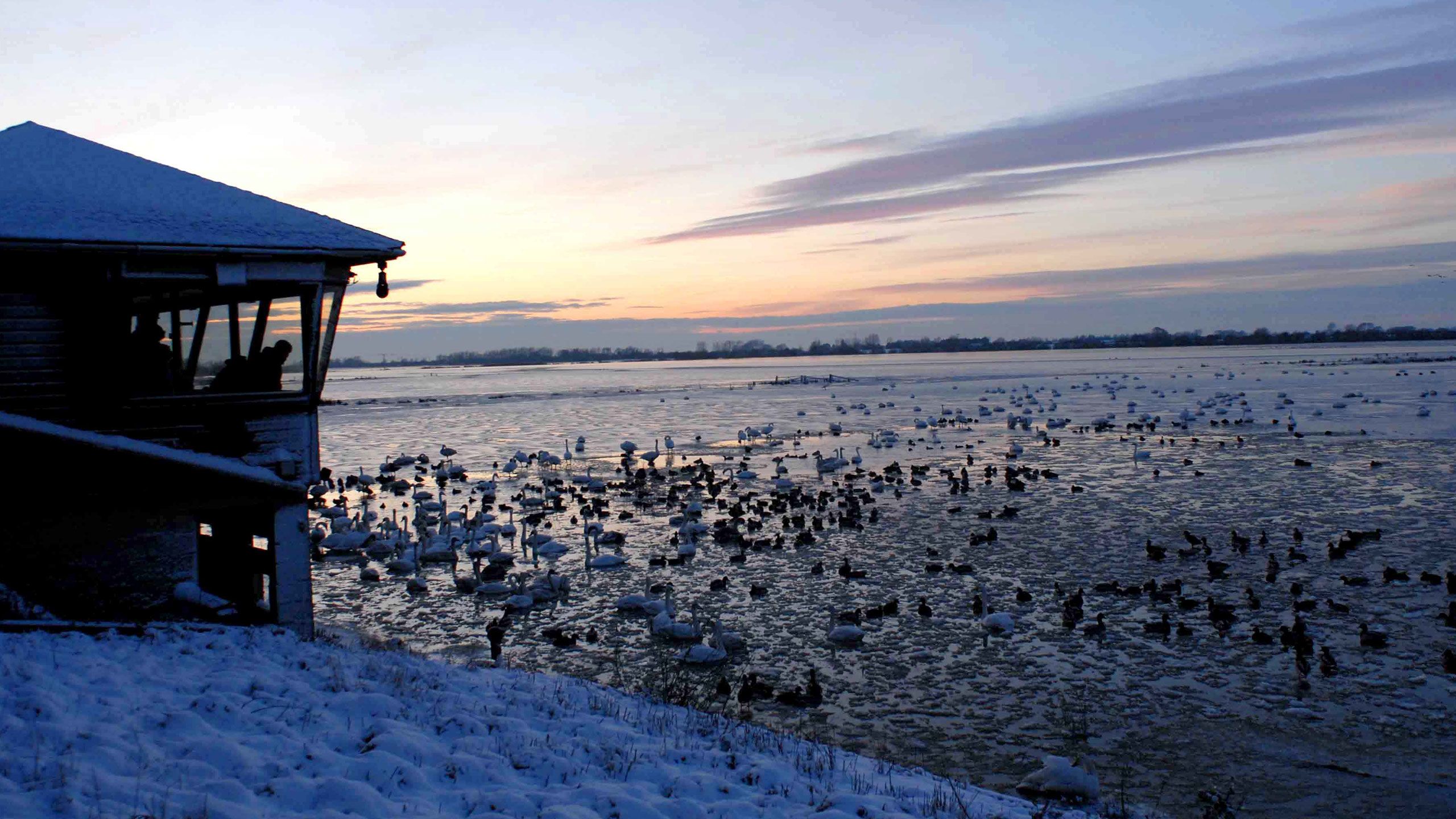 WWT Slimbridge in winter